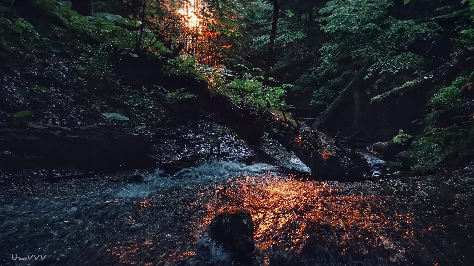 Бесплатное фото Вечер в сыром лесу