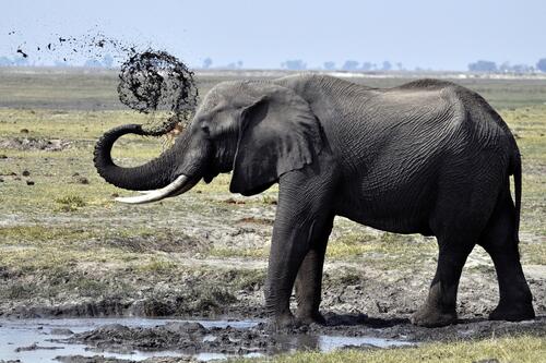 The elephant cools itself with mud