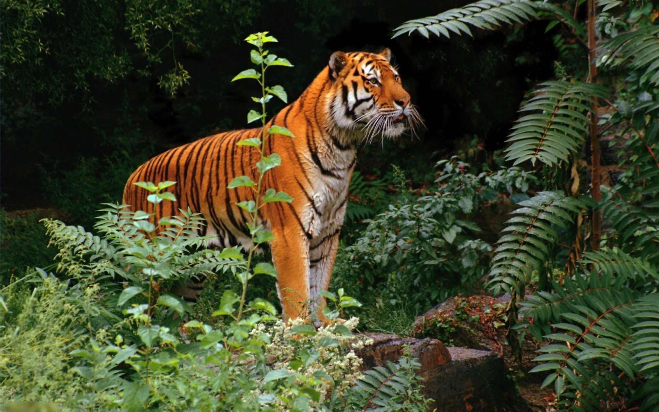Красивый тигр вышел из джунглей