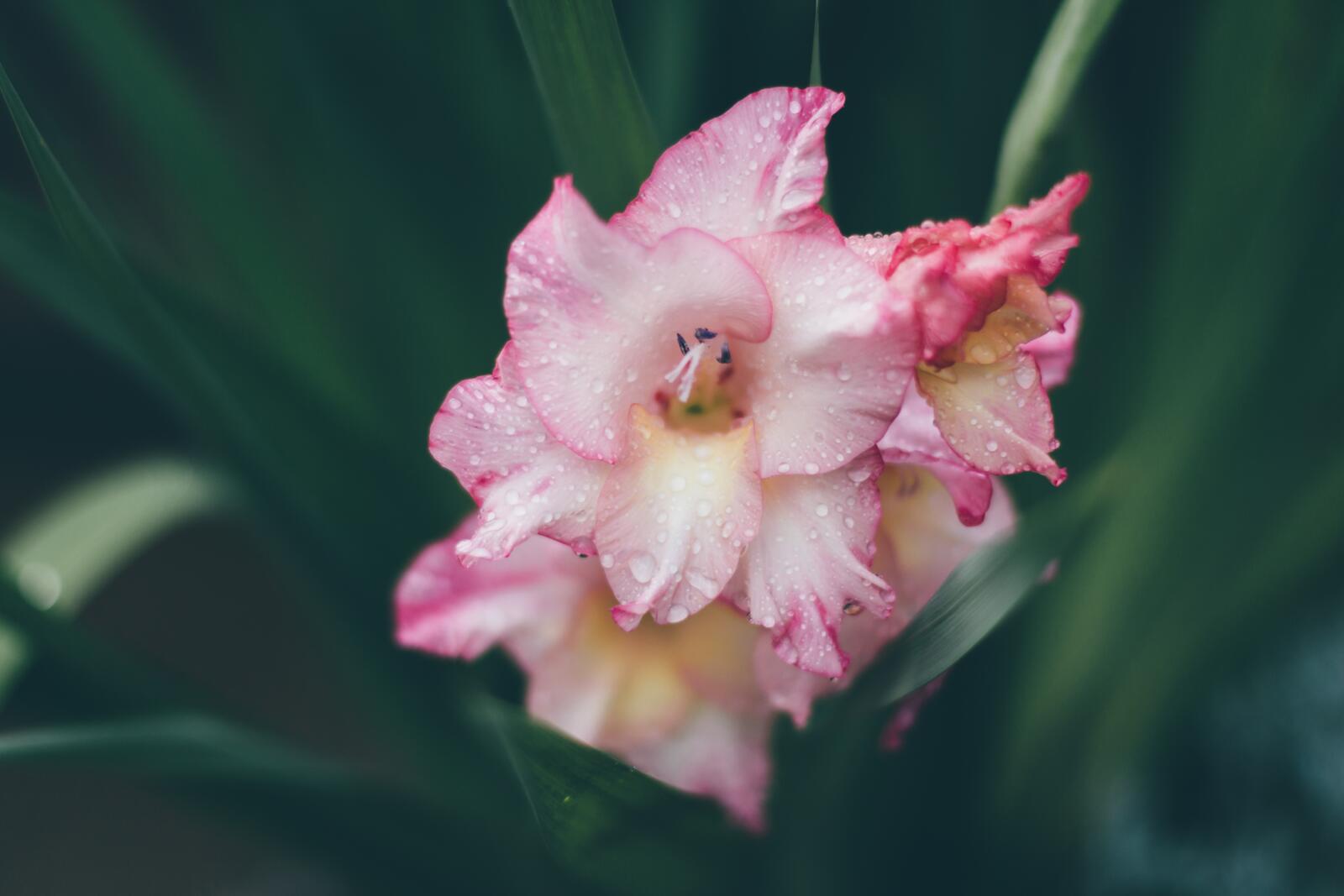 免费照片一朵盛开的粉色花朵。