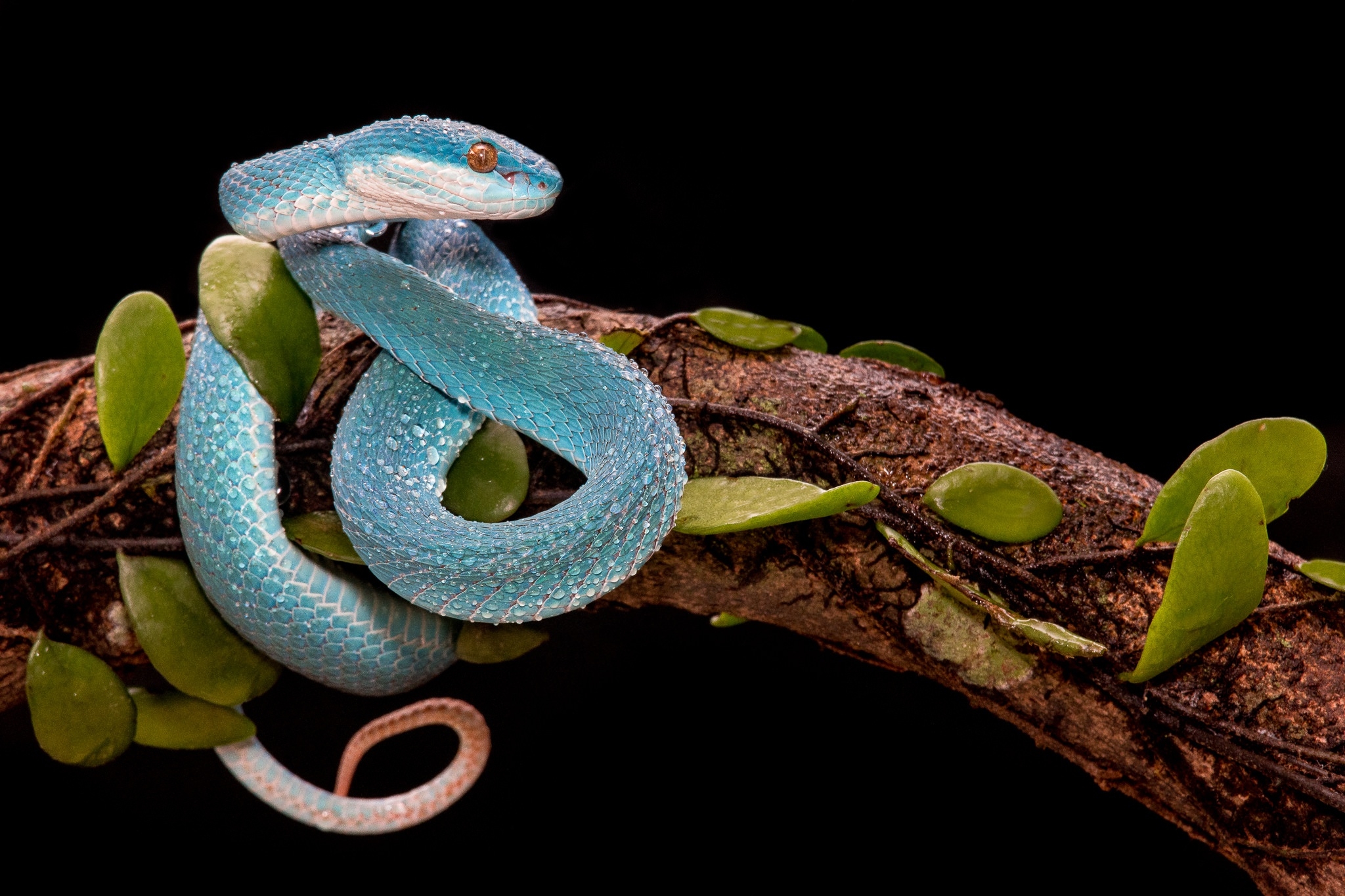 A blue snake tied around a branch