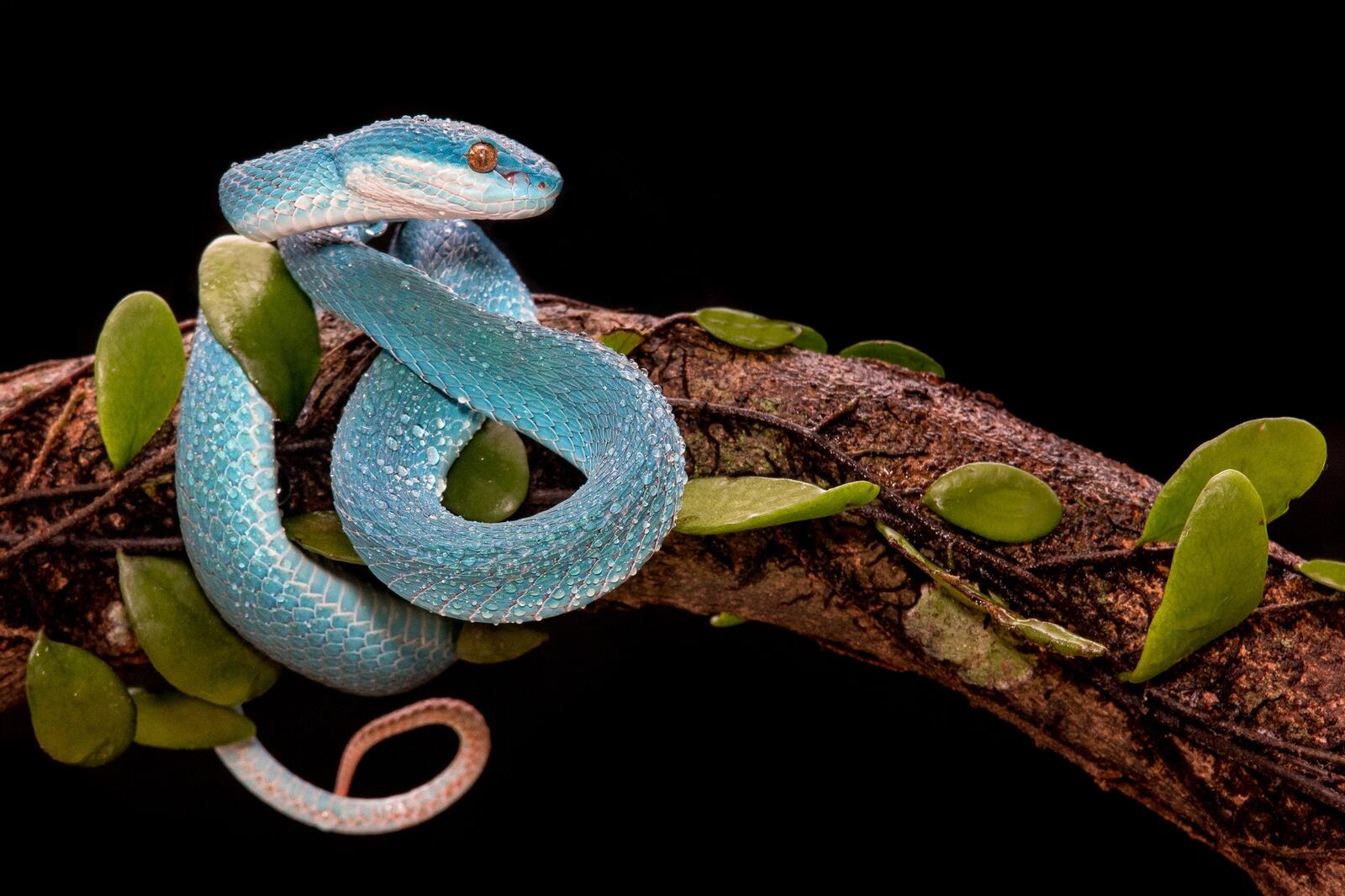 Free photo A blue snake tied around a branch