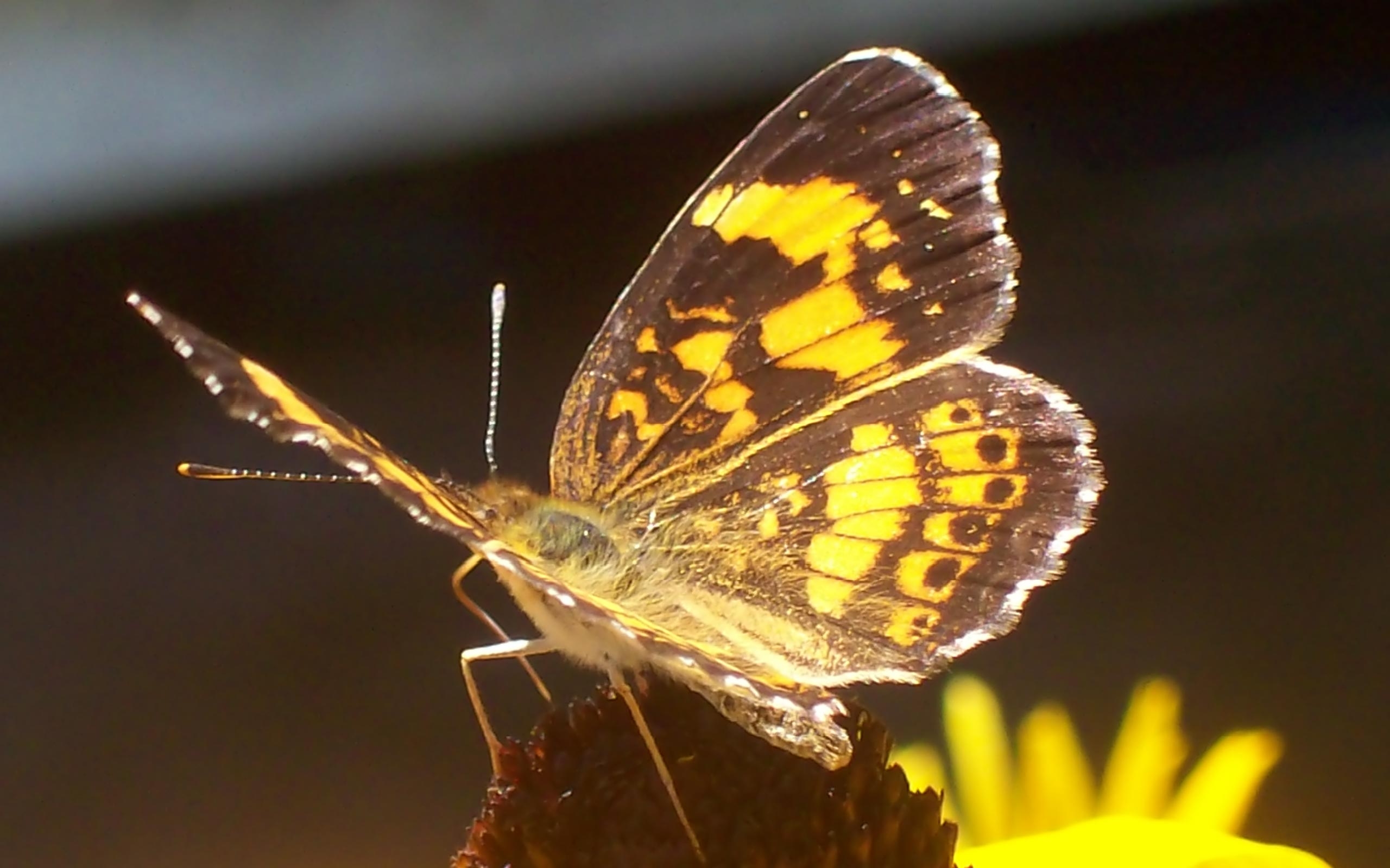 A butterfly with black and yellow wings.