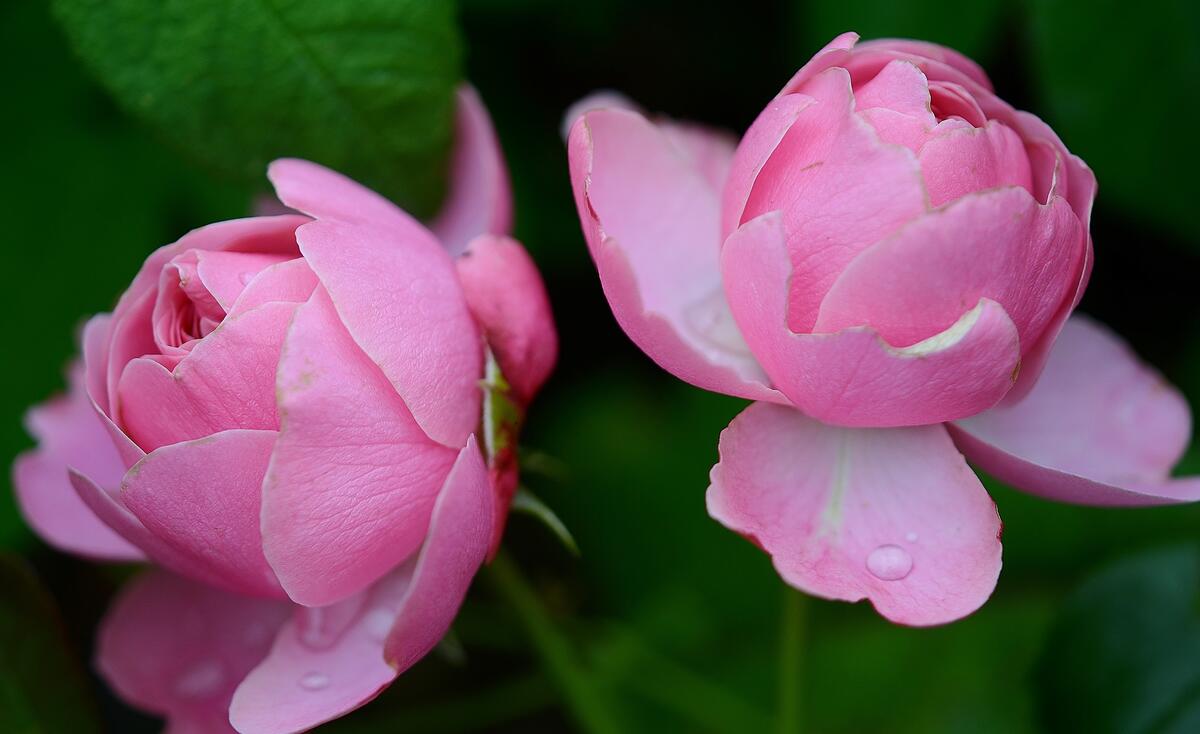 Pink Sacred Lotus