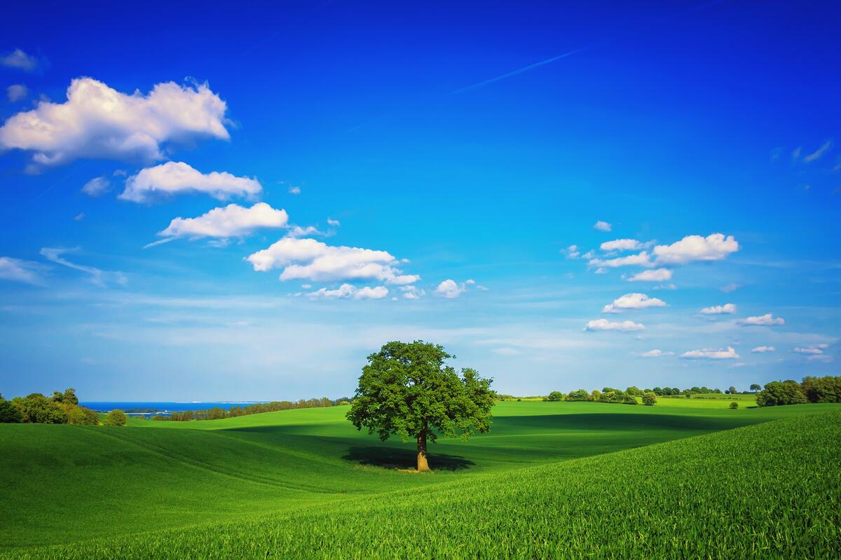 Одинокое дерево на зеленых холмах