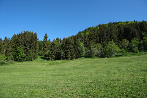 Green coniferous forest near the field