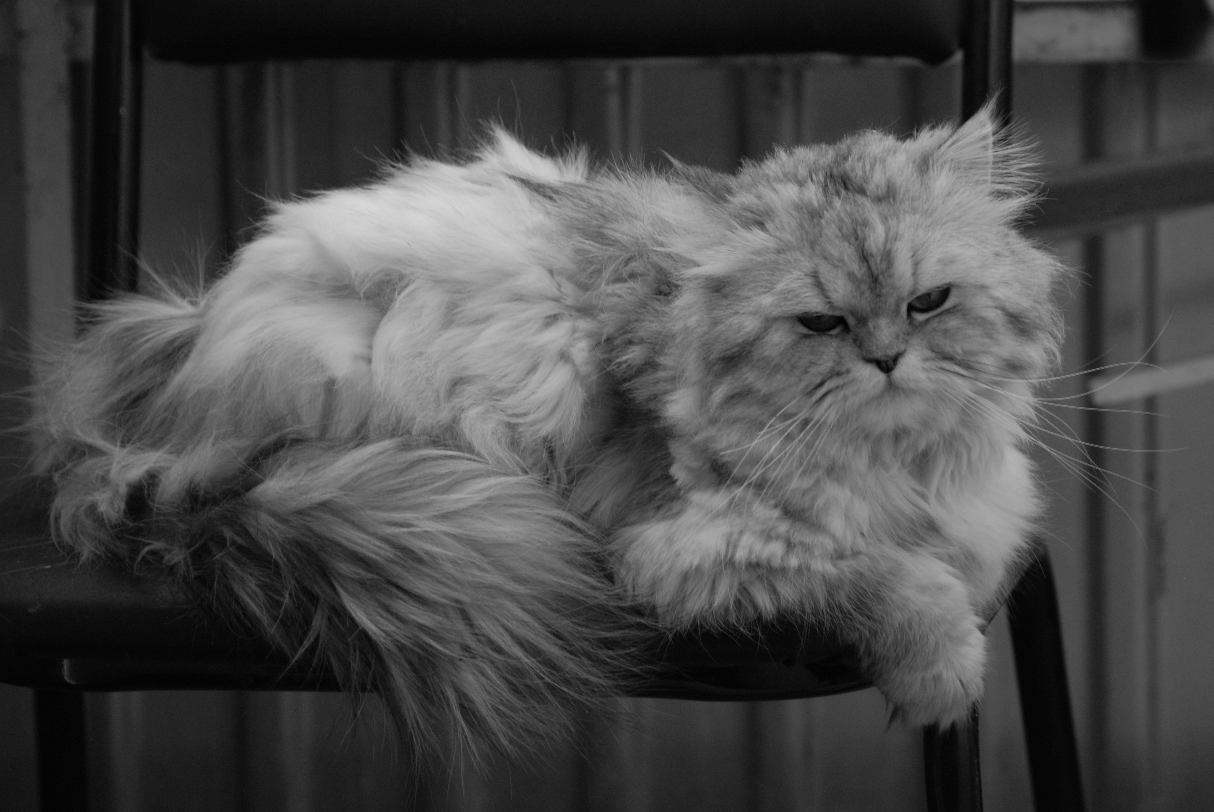 Fluffy long-haired cat