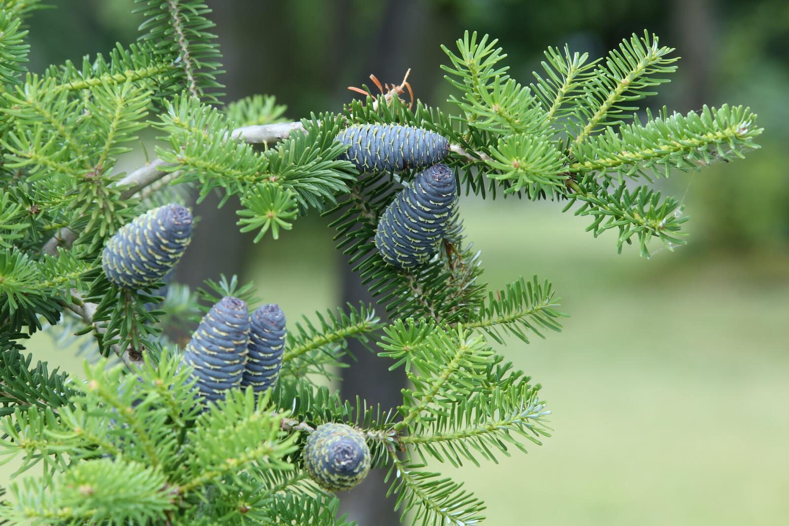 Free photo Pine cones on a branch
