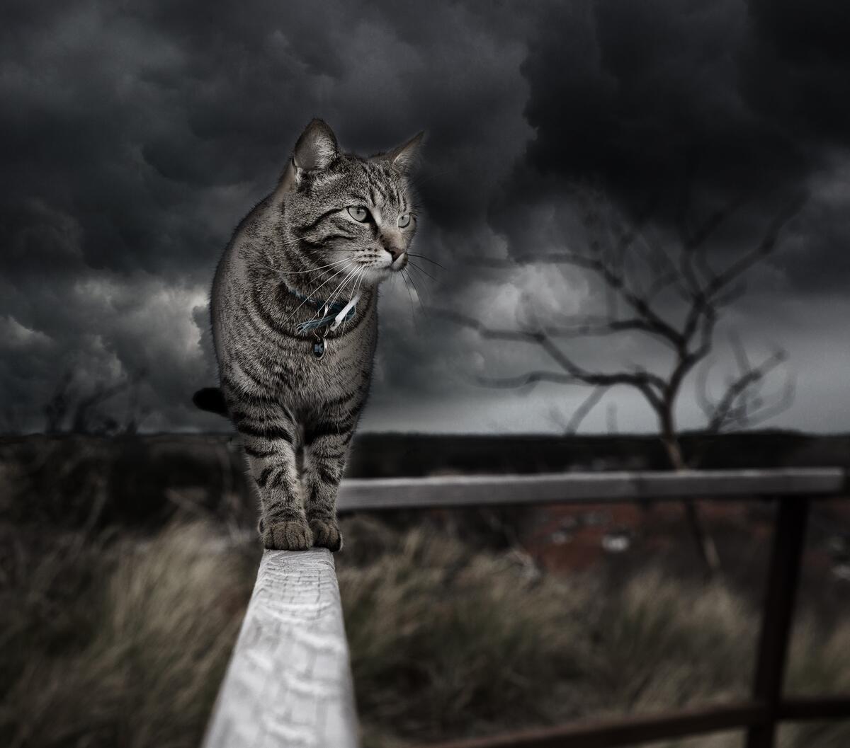 Кот гуляет по деревянному забору в плохую погоду