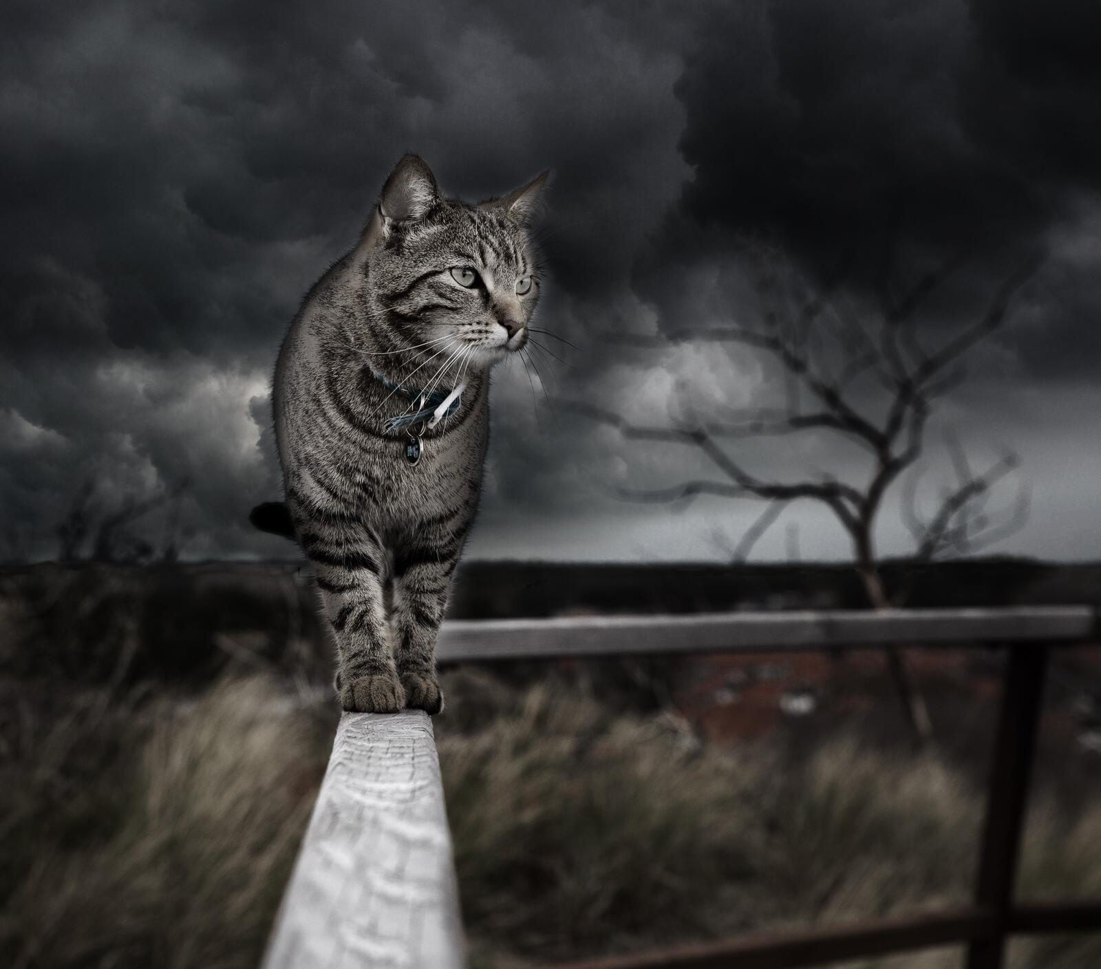 Free photo A cat walks on a wooden fence in bad weather