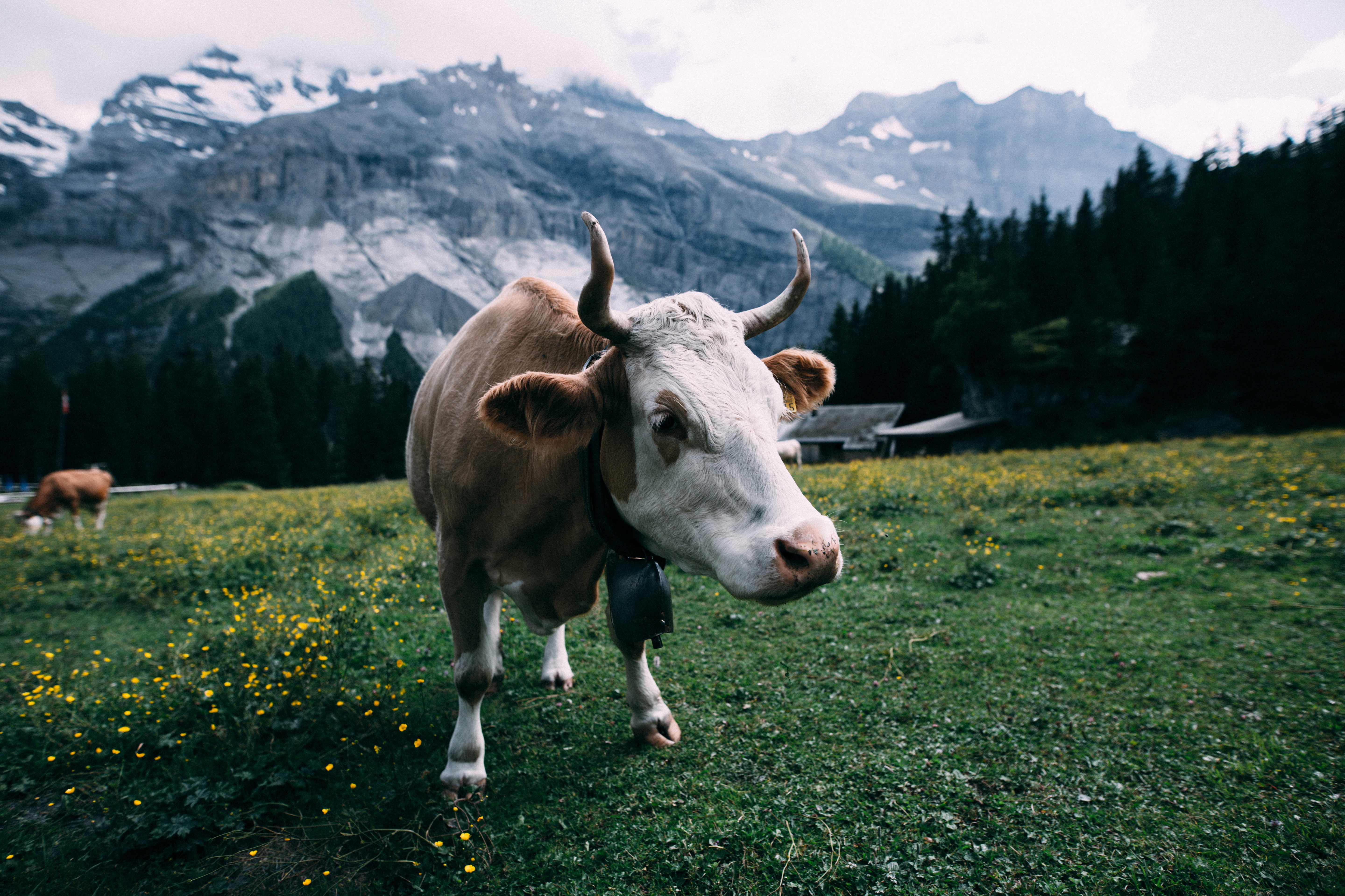 A bull with horns in the mountains