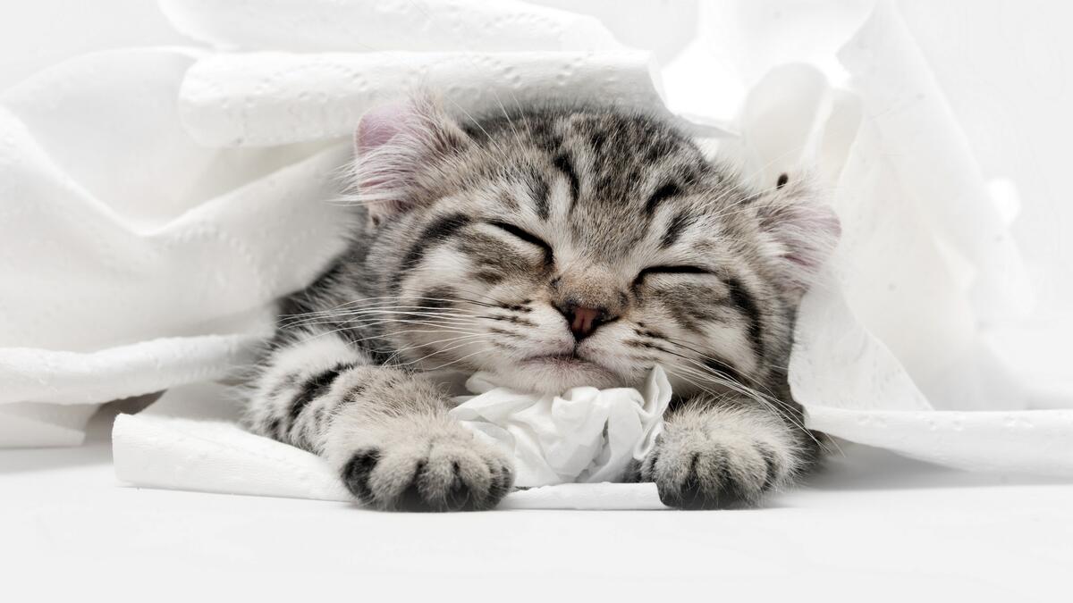 A little kitten fell asleep soundly under a white blanket