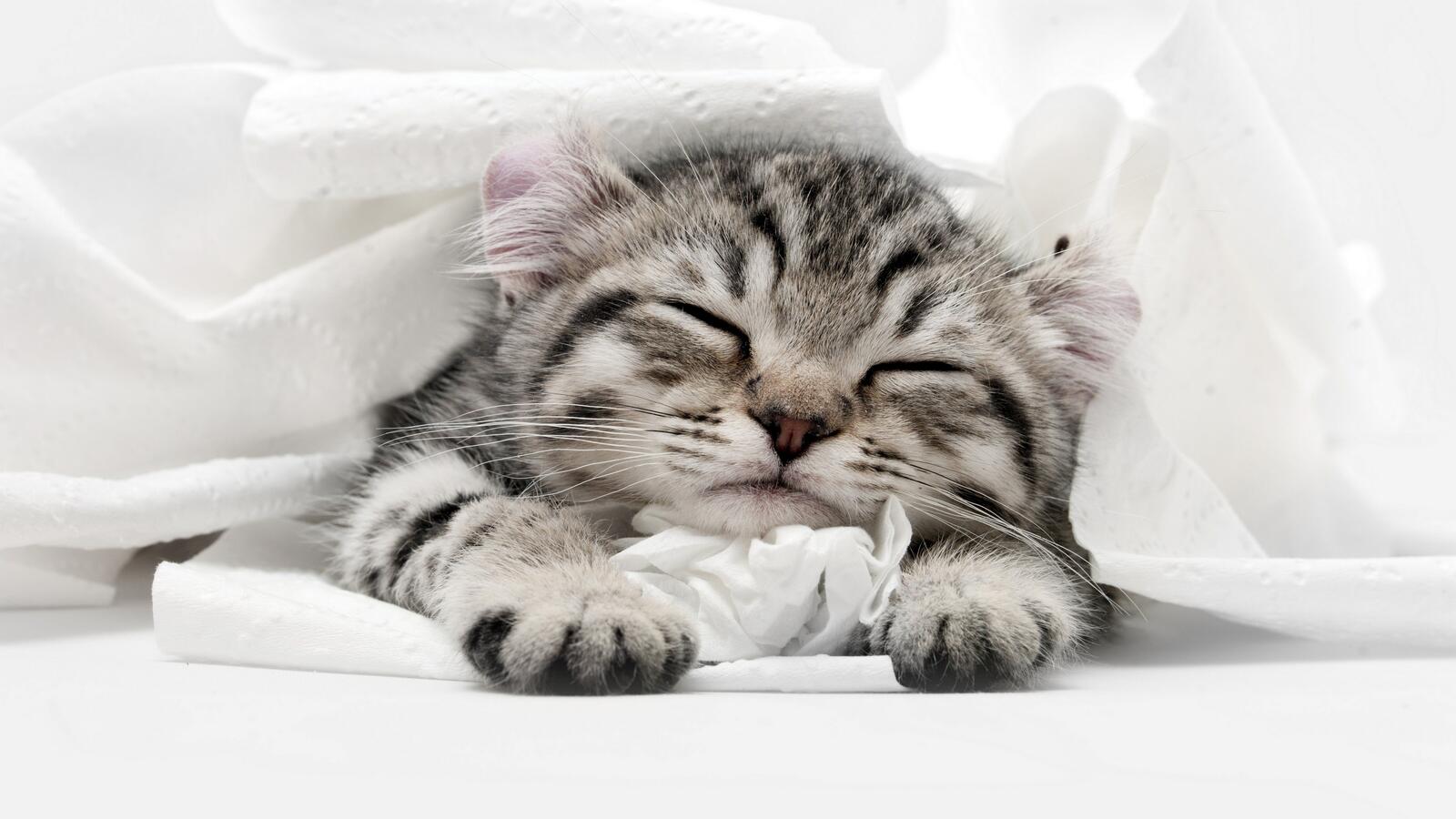 Free photo A little kitten fell asleep soundly under a white blanket