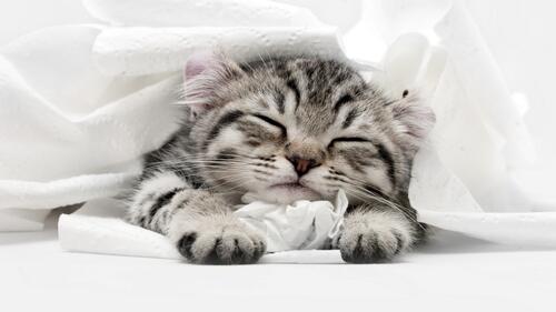 Маленький котенок крепко уснул под белым одеялом