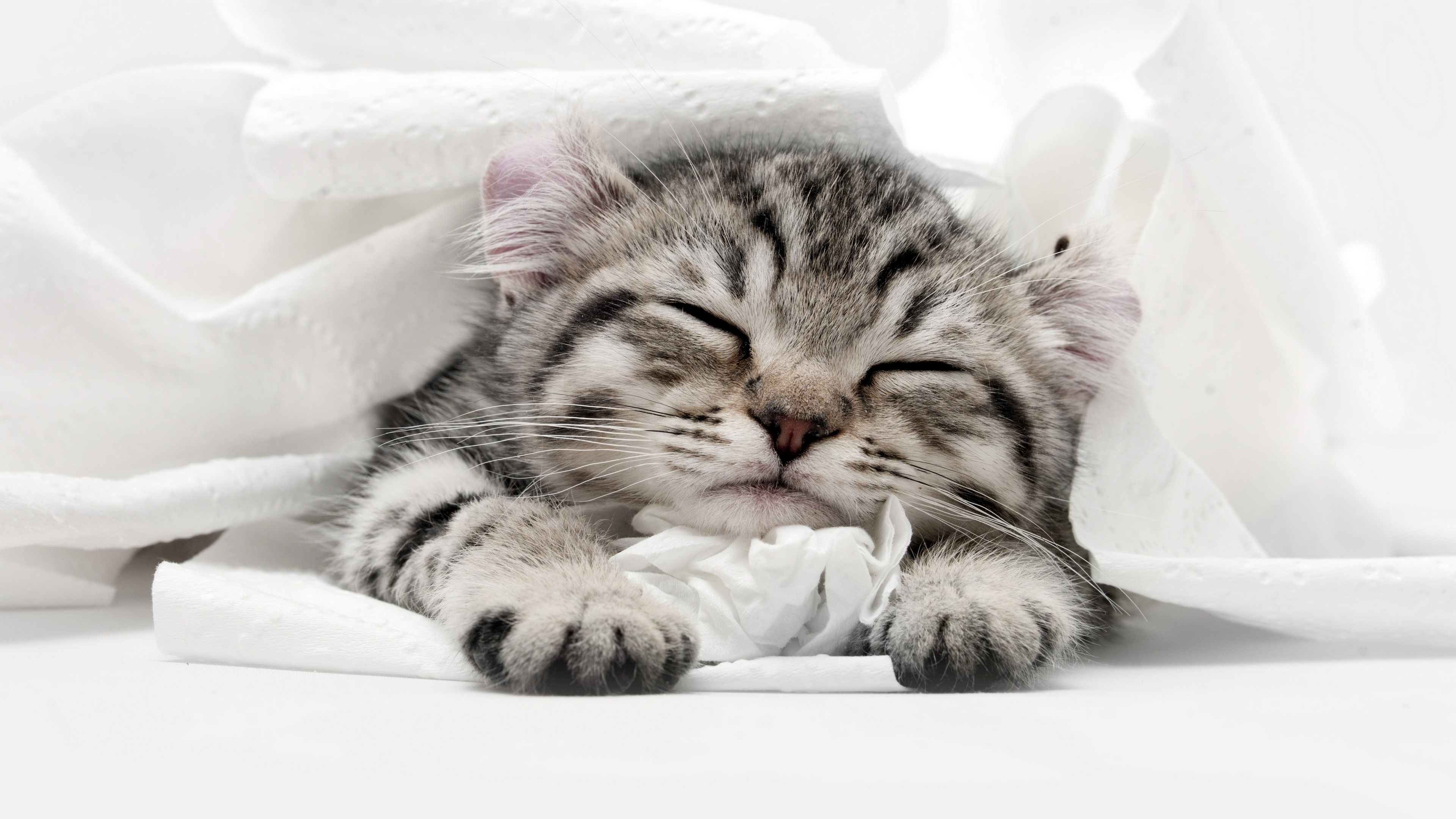 免费照片一只小猫在白色的毯子下快速睡着了