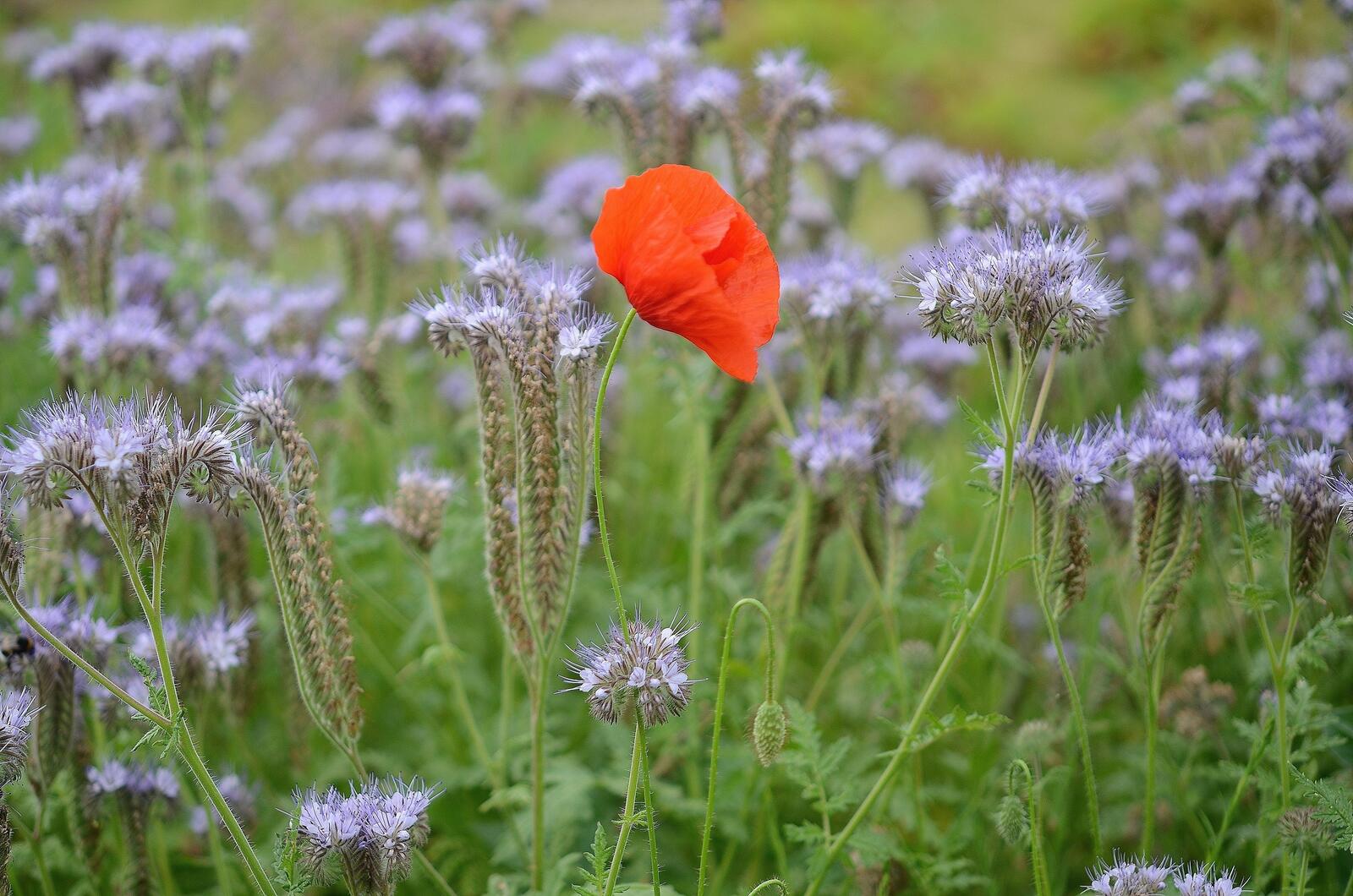 Бесплатное фото Красный цветок на лугу среди лаванд