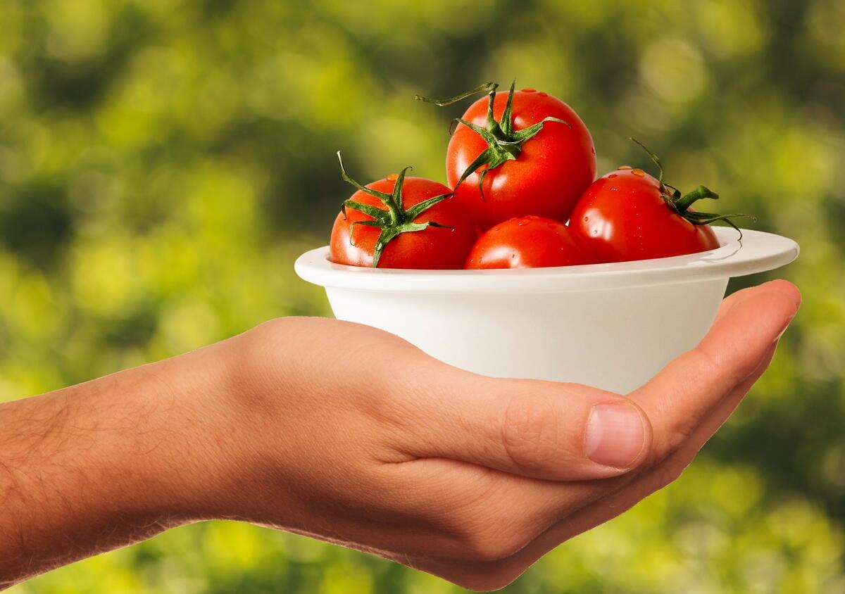 A hand holding a white plate of tomatoes