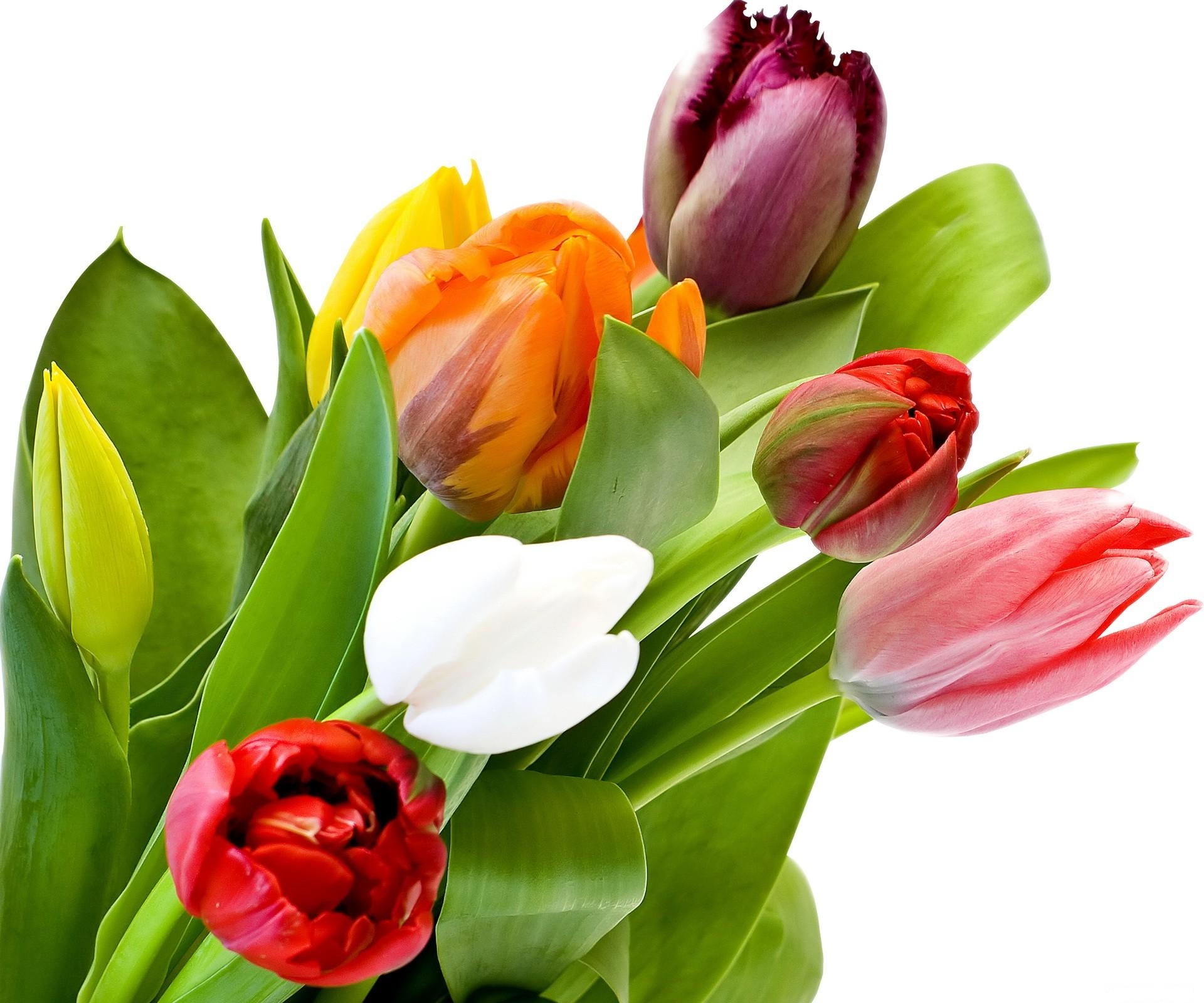 Бесплатное фото Цветные тюльпаны
