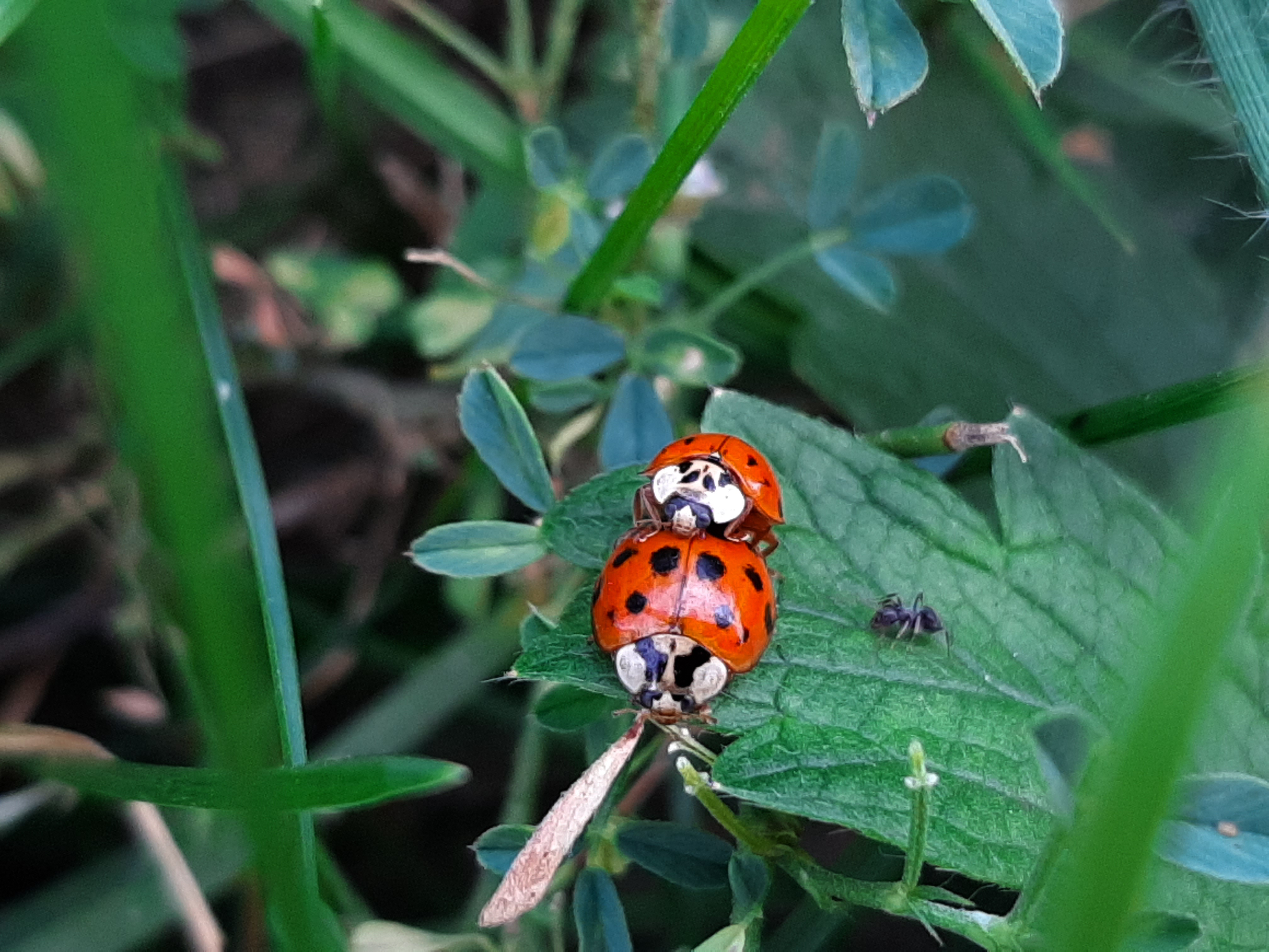 Two ladybugs resting on a green leaf
