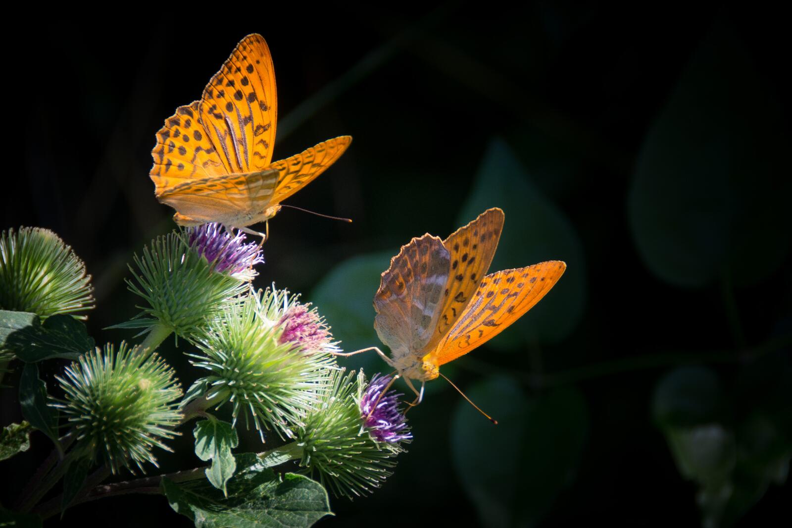 Free photo Orange butterflies on a dark background