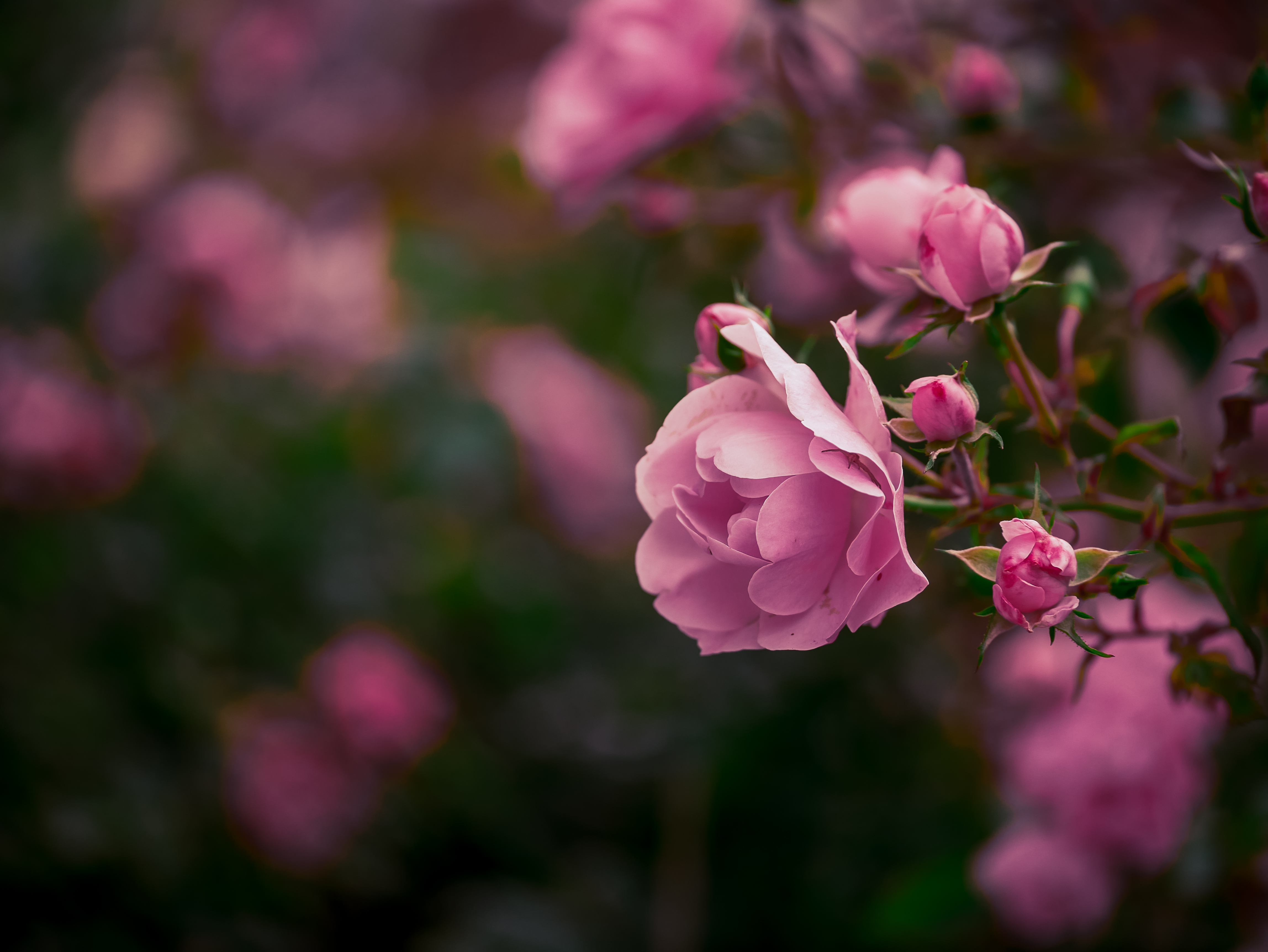 带粉色野玫瑰的灌木丛