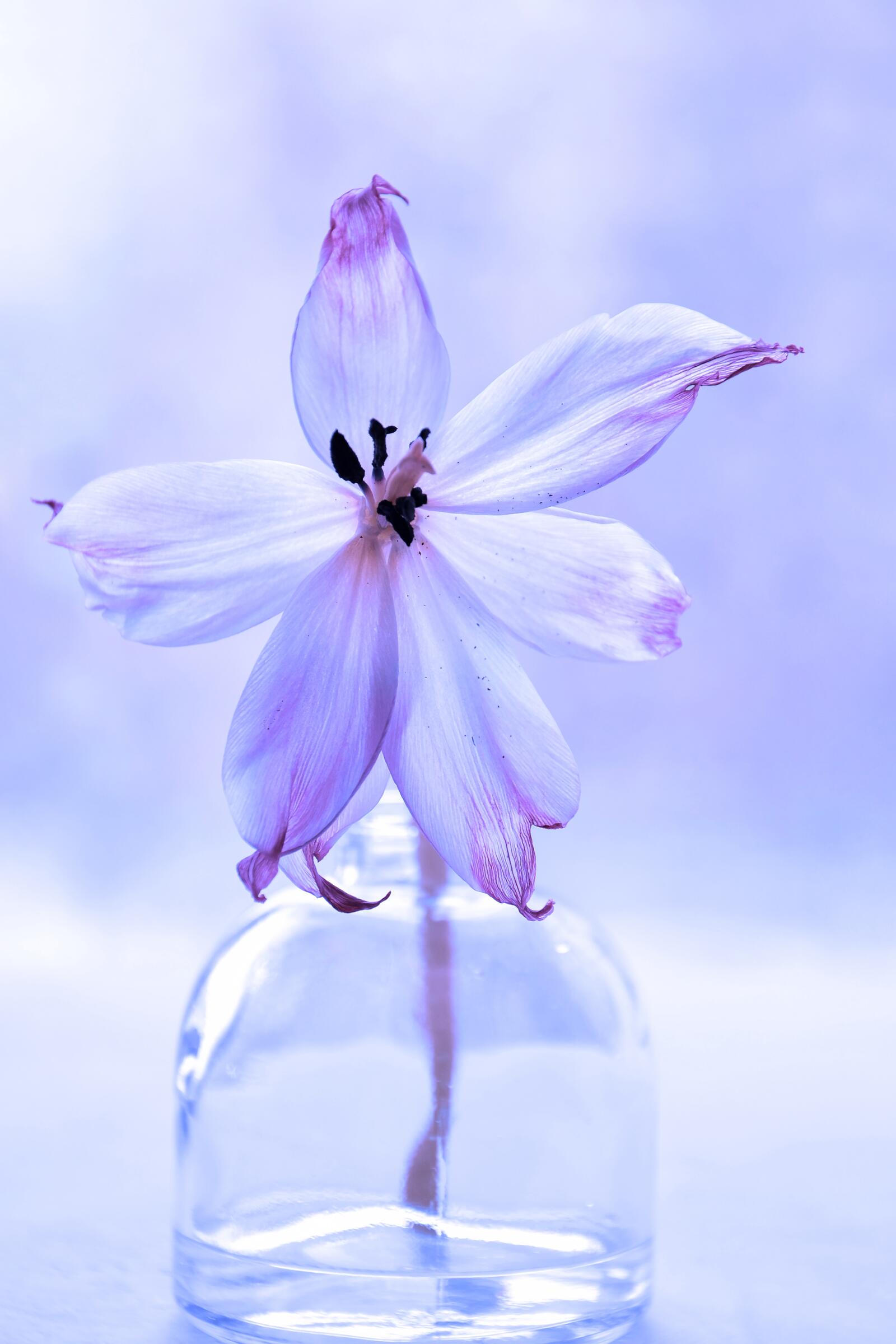 Free photo A purple flower in a vase