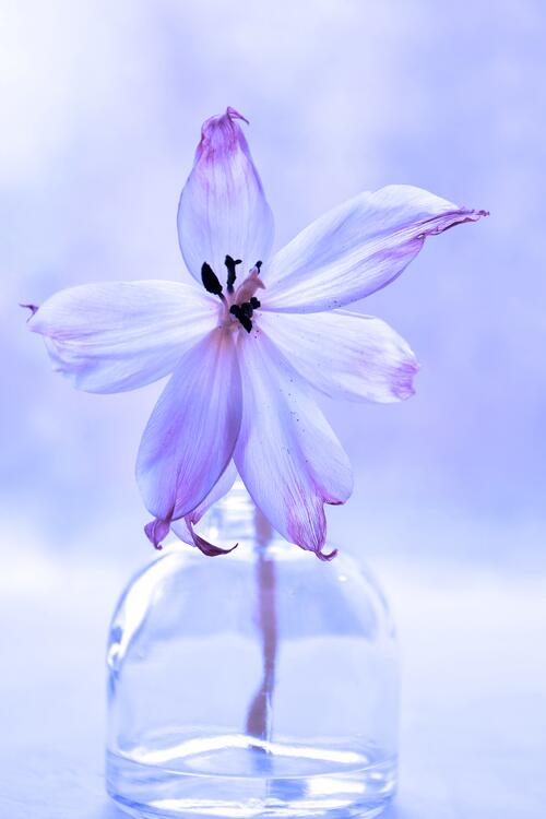 A purple flower in a vase