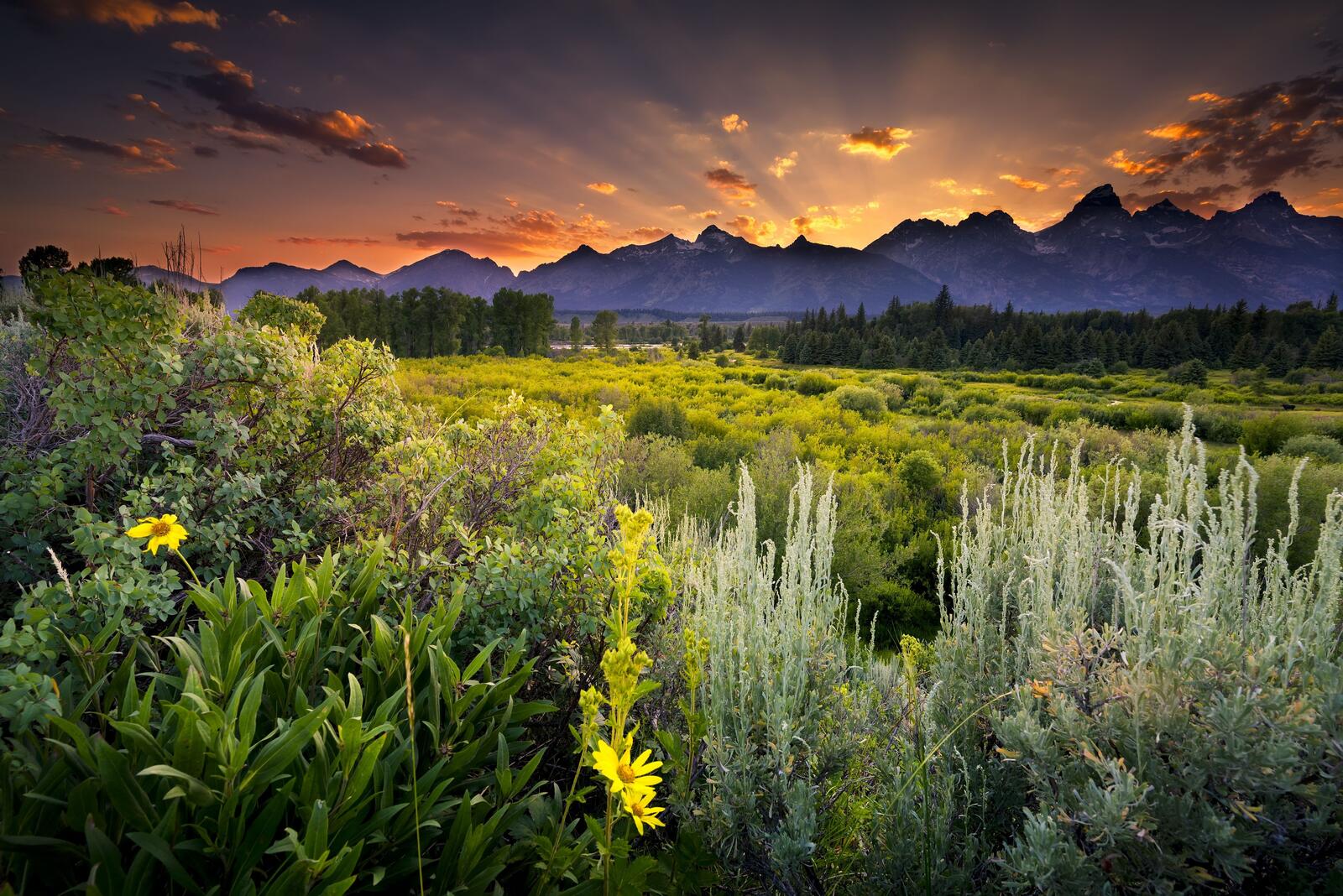 Бесплатное фото Закат на поле заросшим полевыми цветами