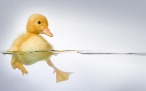 A duckling swims in the water