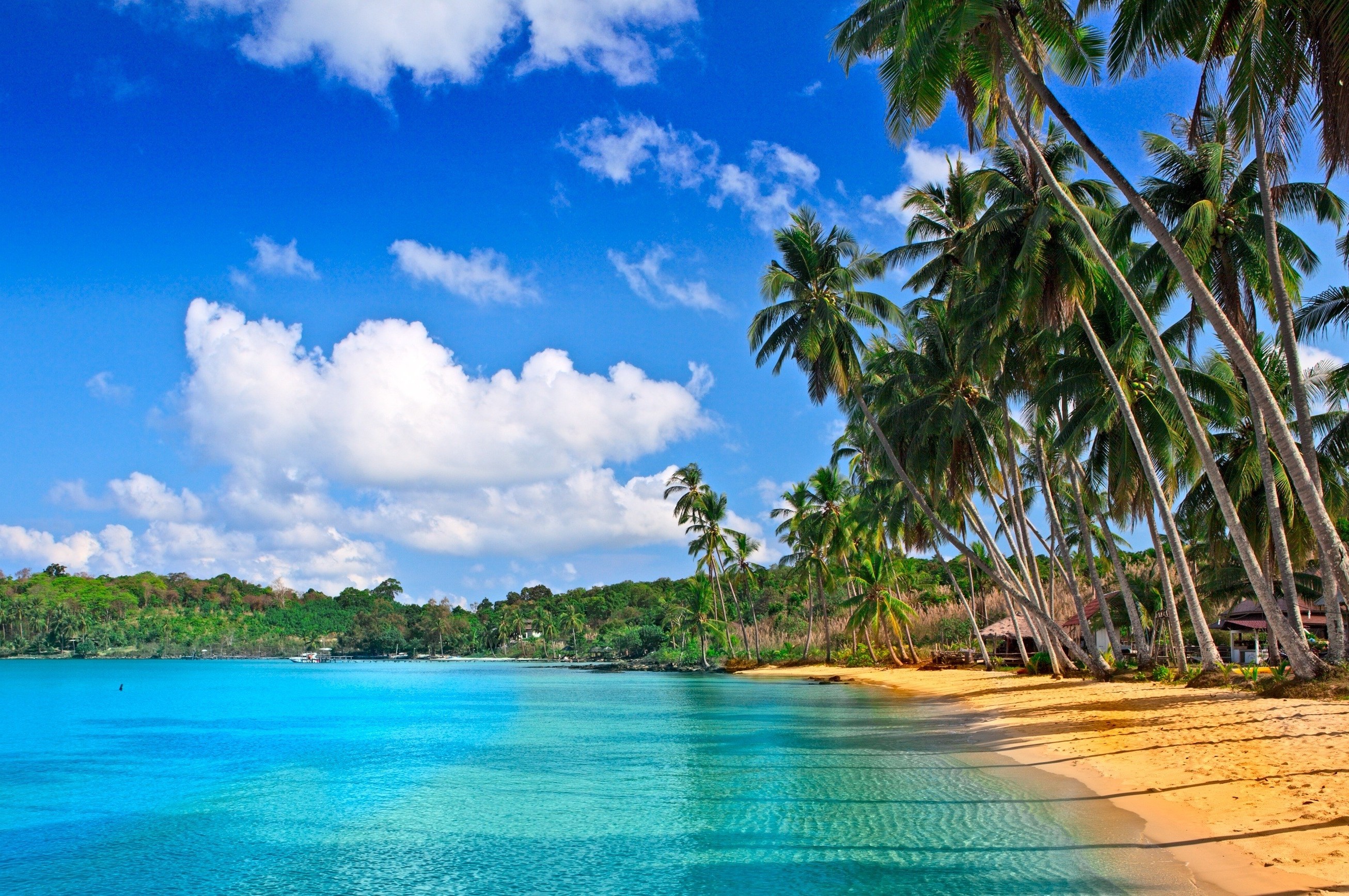 Песчаный желтый пляж с пальмами у голубого моря