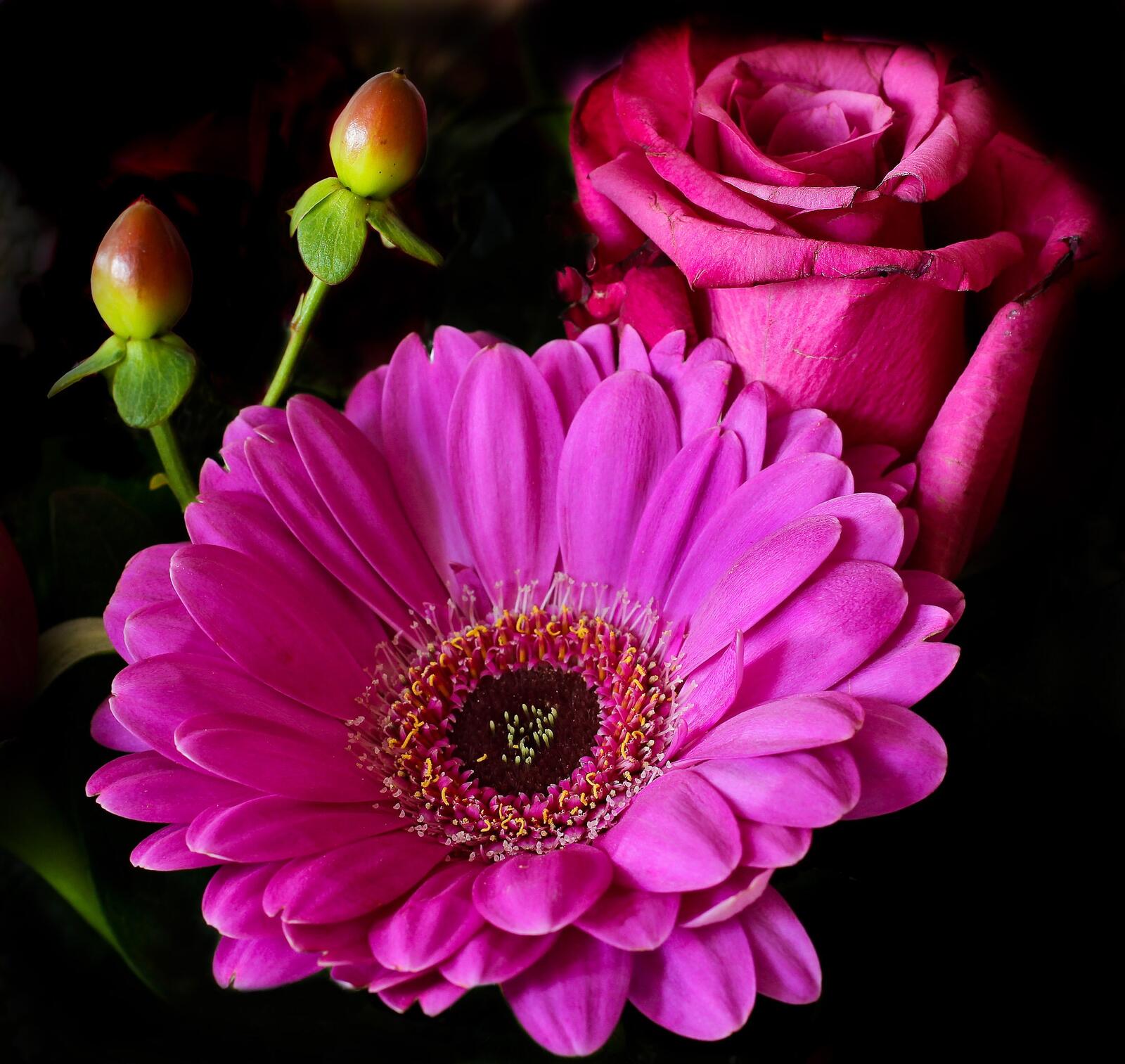 Бесплатное фото Розовые розы и герберы