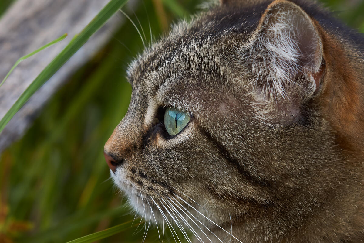 Крупно фото кошек. Котики фото крупным планом. Природа кота с носом. Наглая морда полосатого кота. Домашние животные глаза на морде.