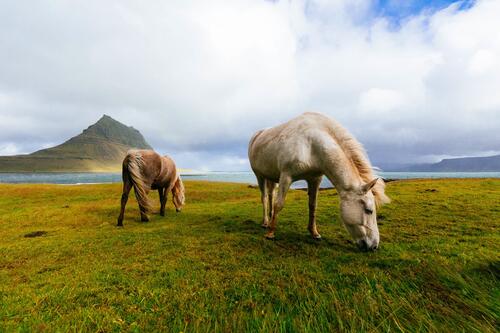 Beautiful white horses grazing in a meadow