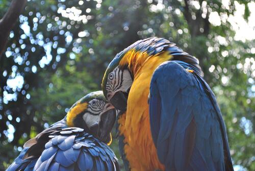 Пара попугаев ара с голубыми крыльями