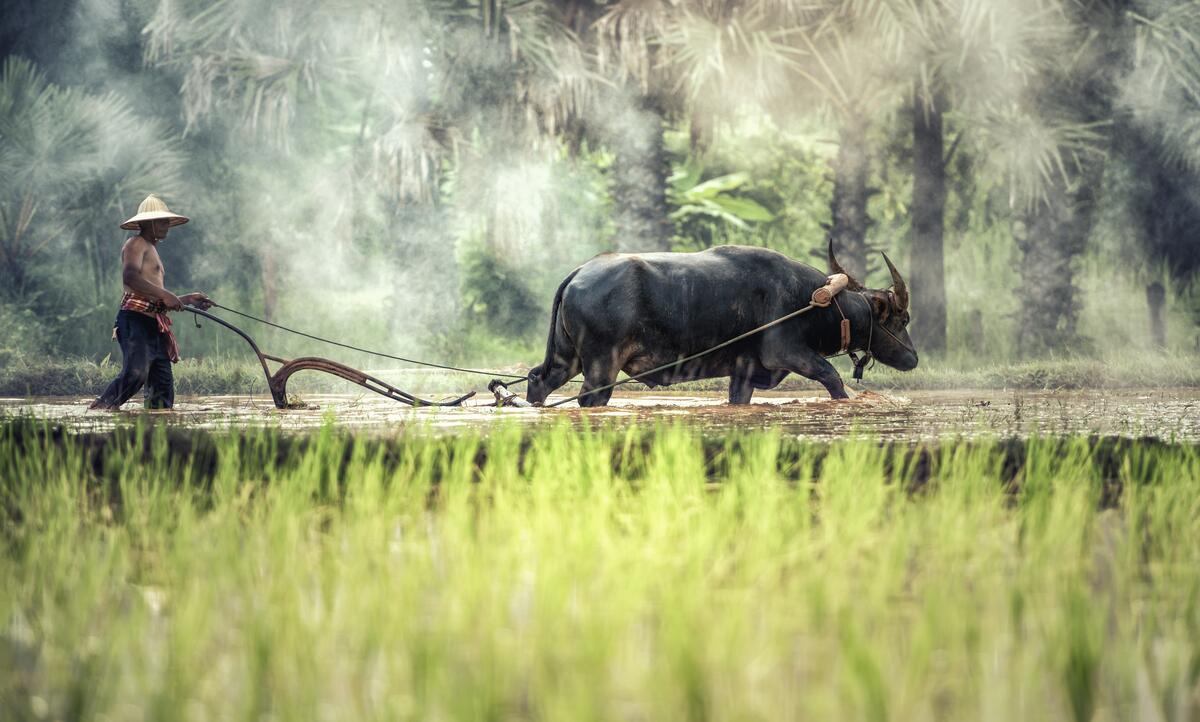 Пастбище быков в Тайланде