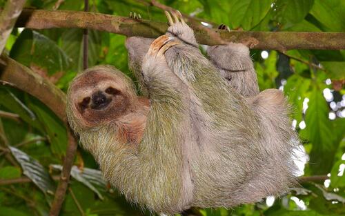 A three-toed sloth hangs on a branch