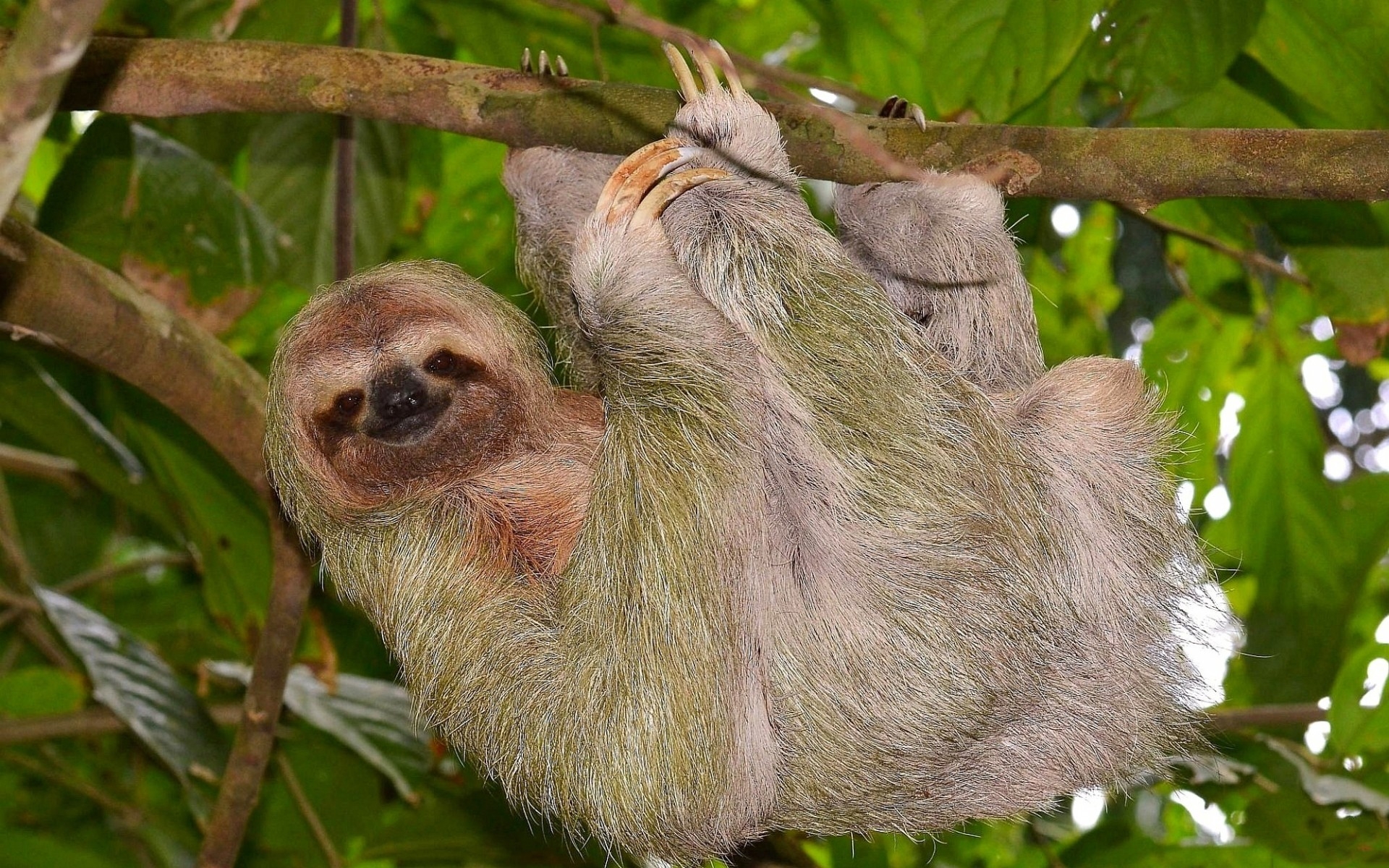 Free photo A three-toed sloth hangs on a branch