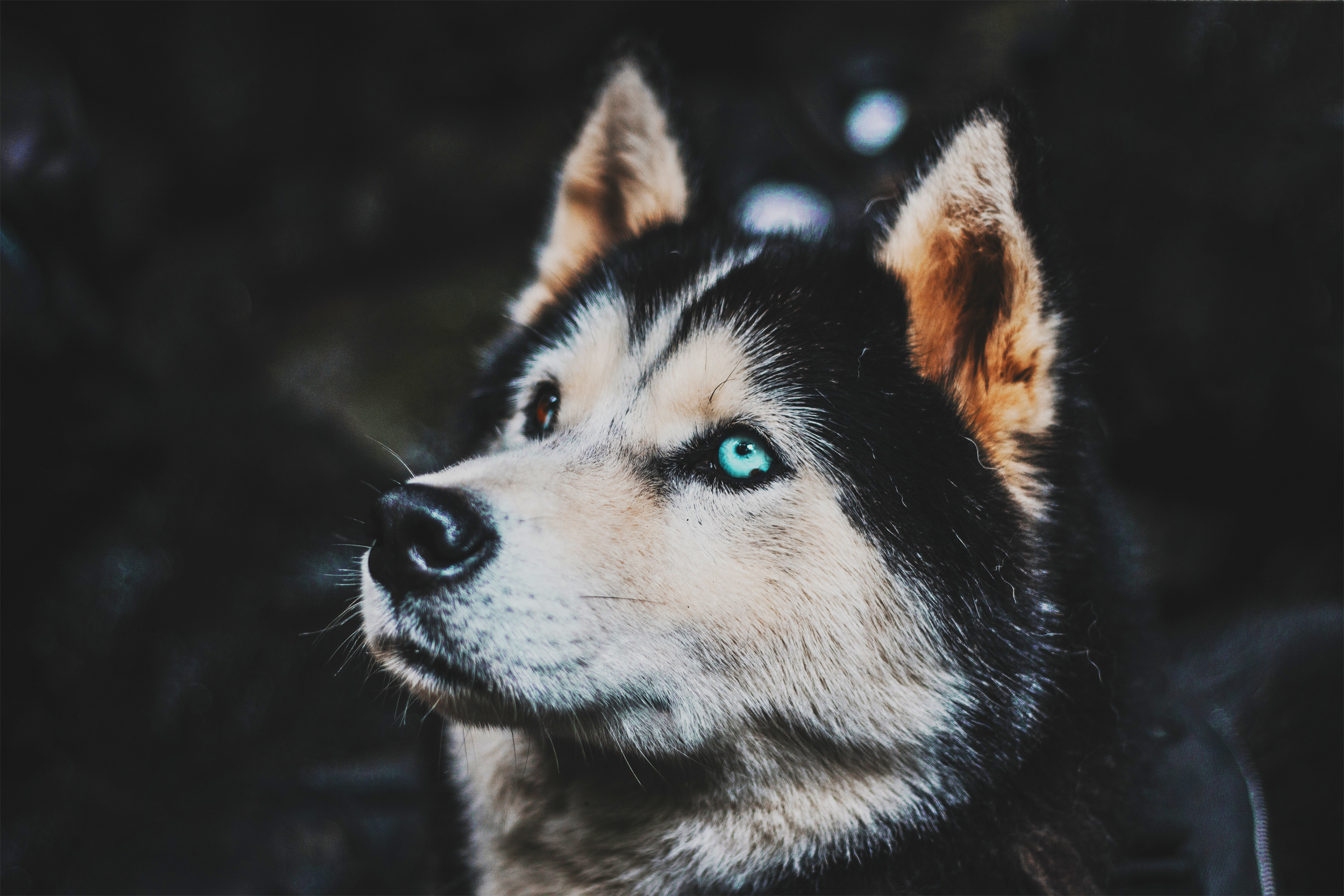 Free photo Husky portrait with colored eyes