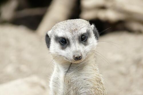 The meerkat looks at the photographer in surprise