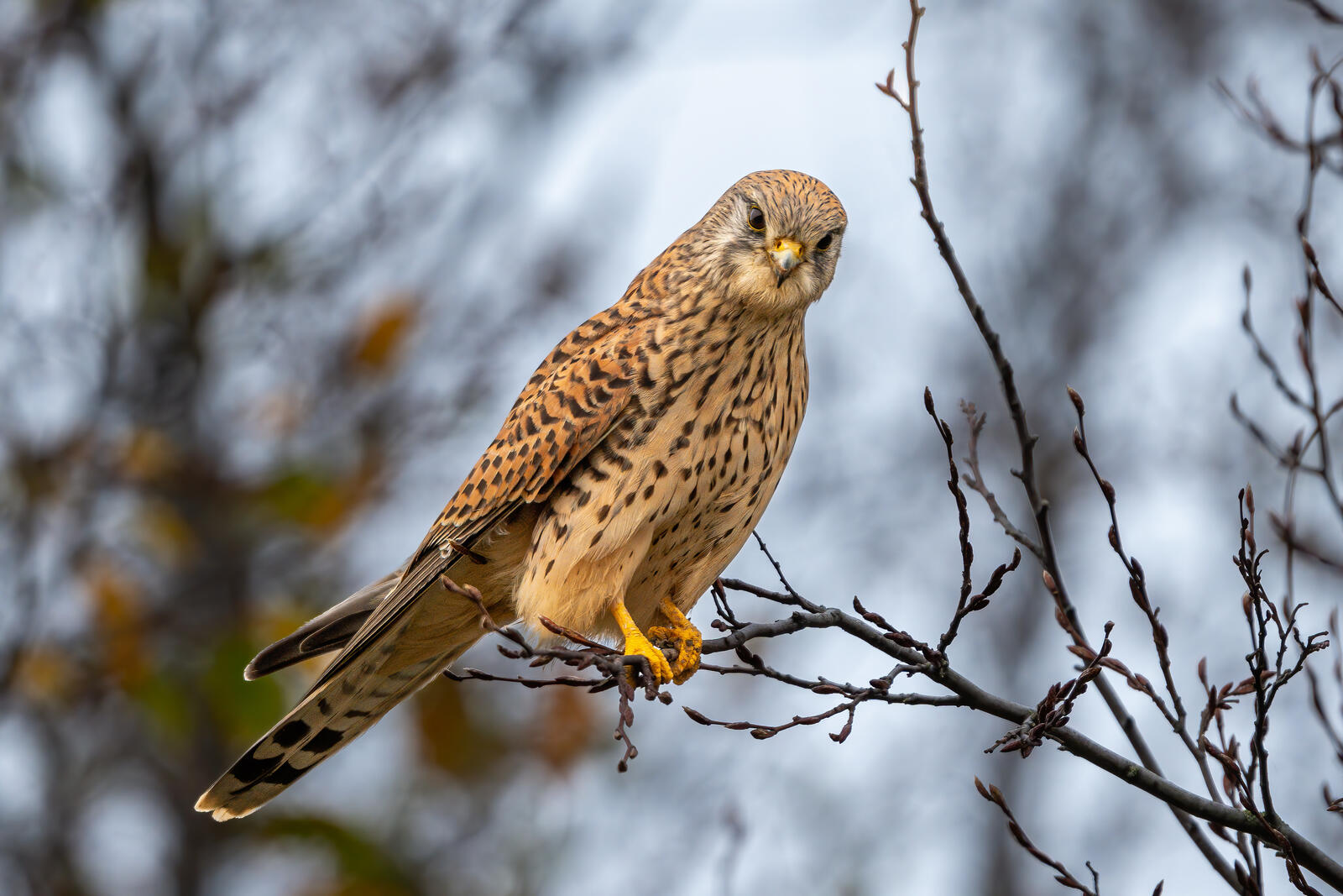 Free photo Falcon on a thin tree branch