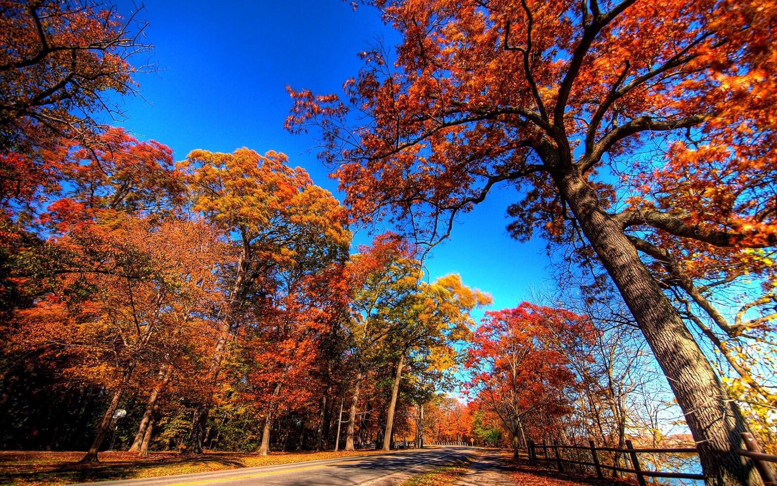 Бесплатное фото Дорога проходящая по осеннему лесу