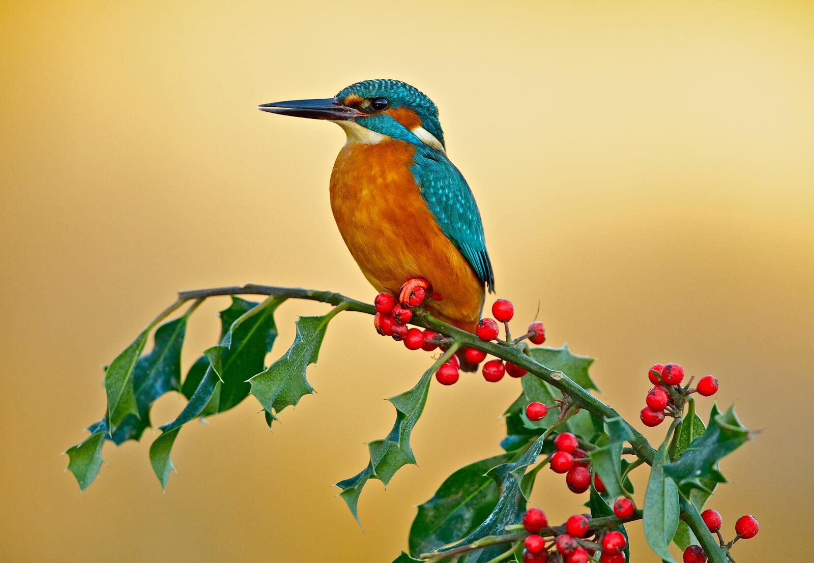 Free photo Kingfisher sits on a branch with berries.