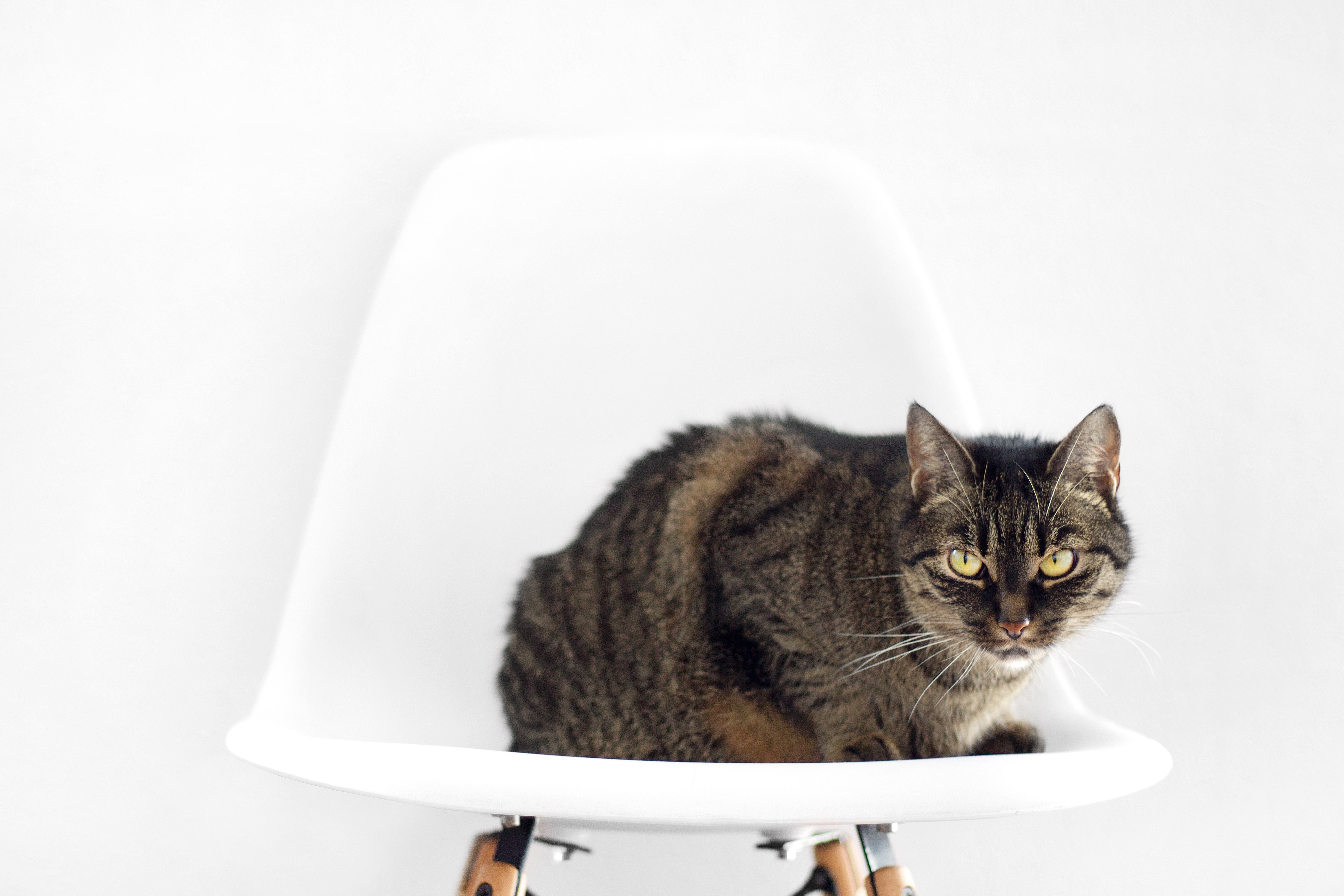 Free photo The cat took the white desk chair