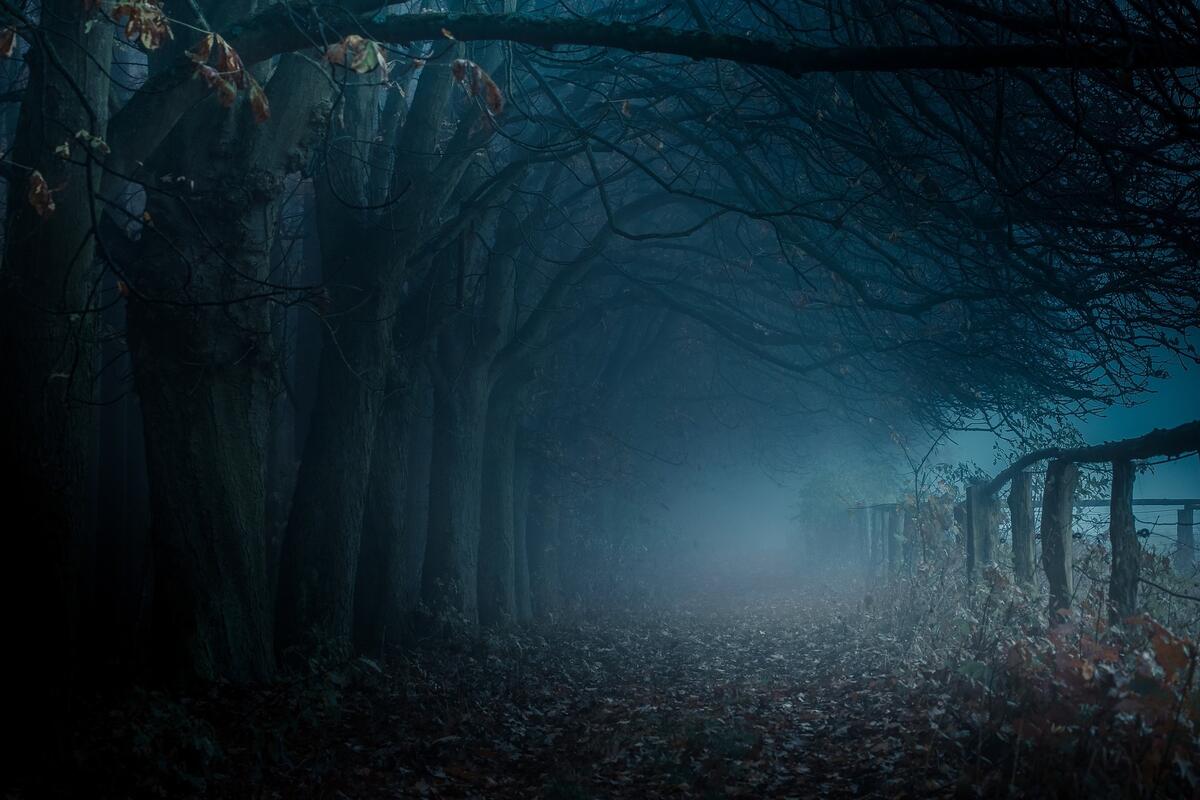 Мрачный старый лес в густом тумане