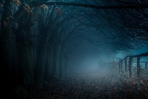 Мрачный старый лес в густом тумане