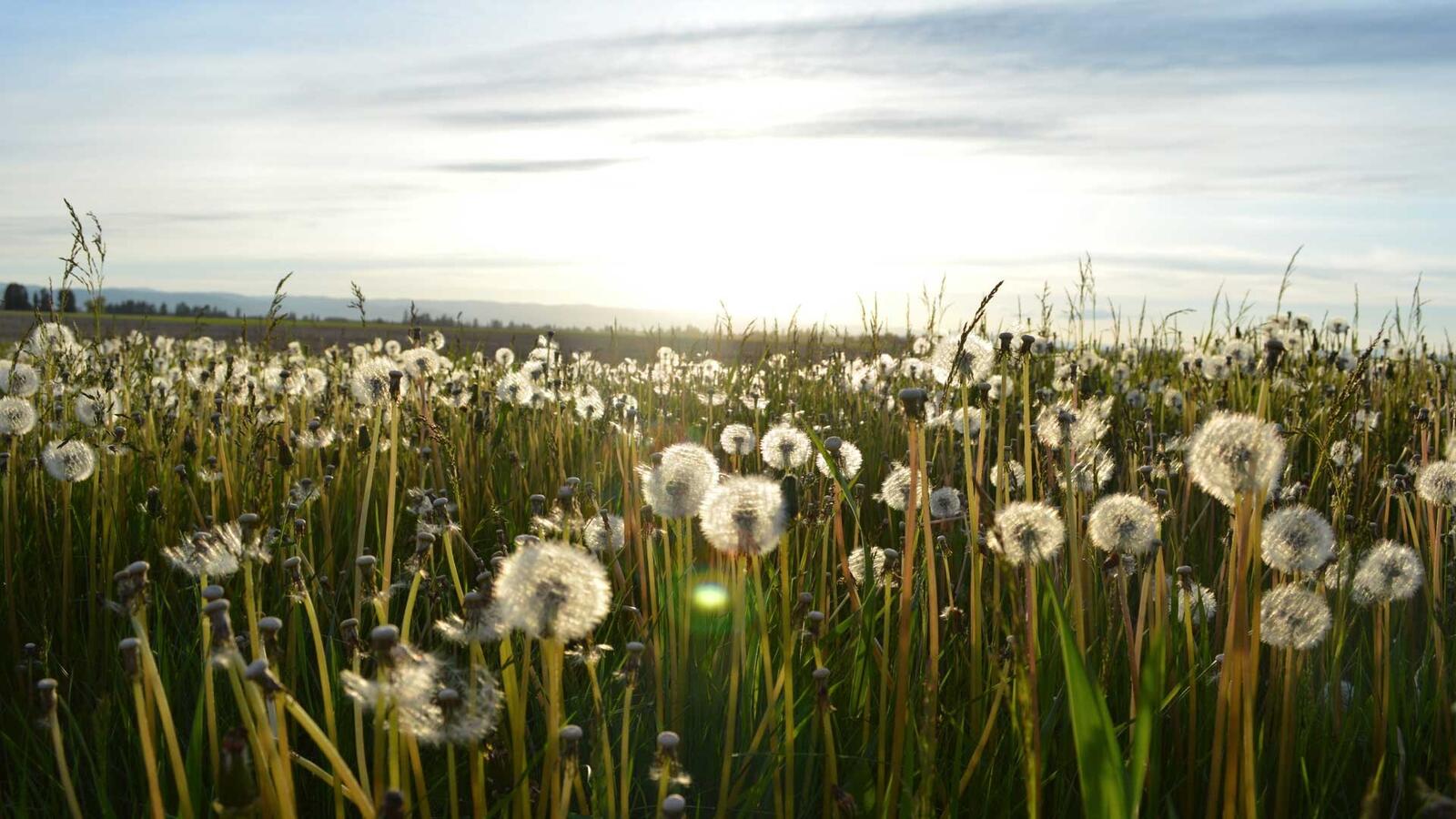 Free photo A big field of dandelions