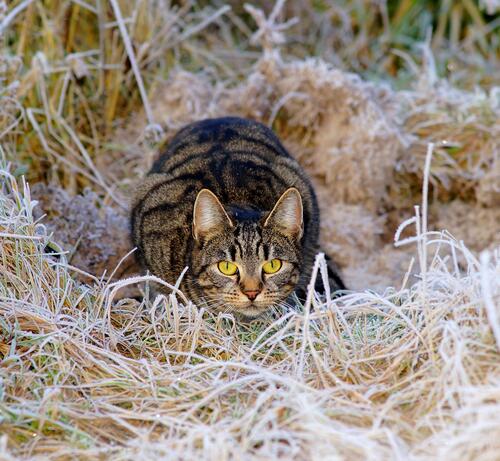 A cat hiding in the hay