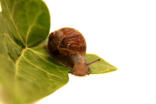 A snail crawls along the edge of a green leaf.