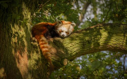 Красная панда отдыхает на ветви старого дерева в джунглях