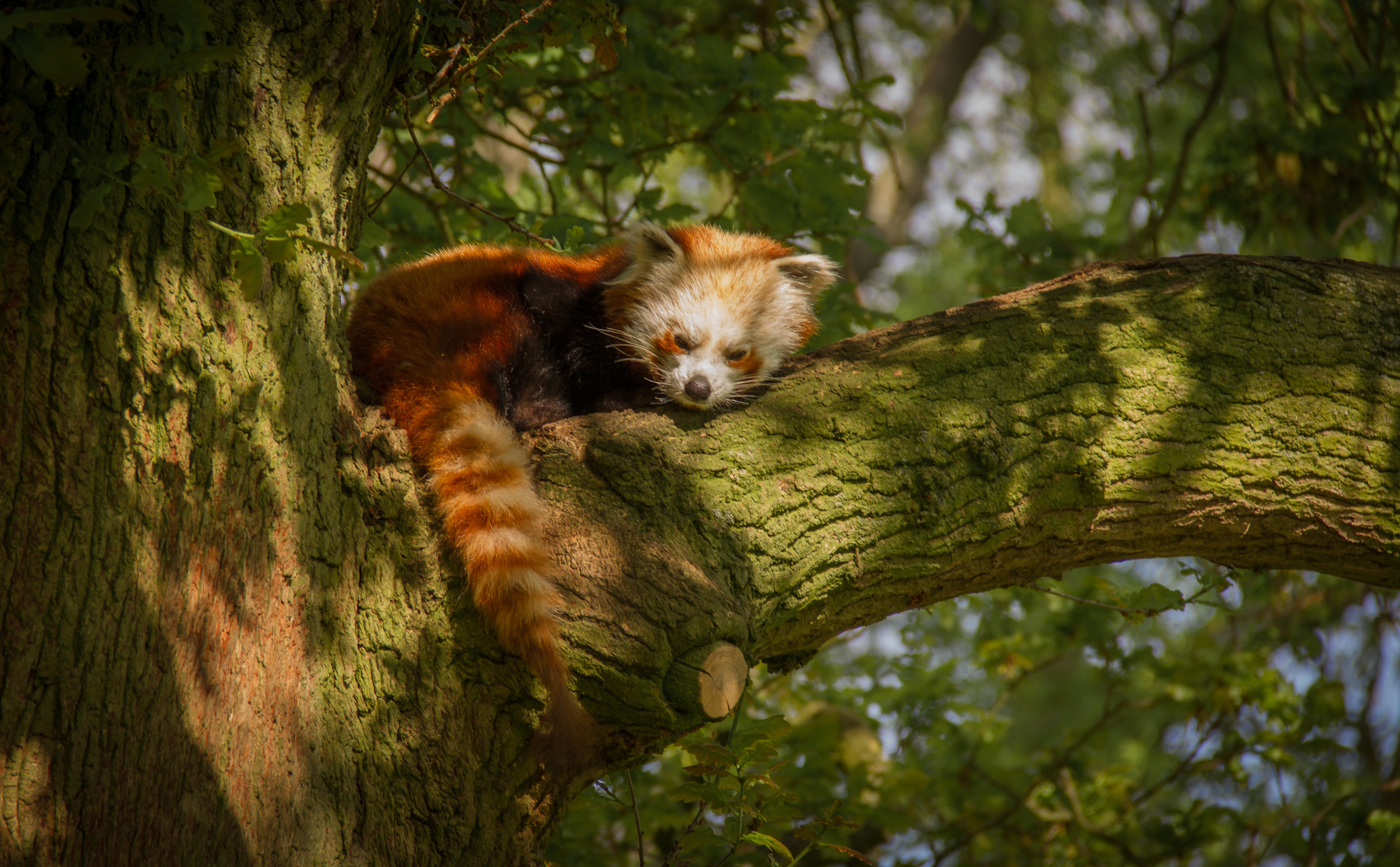 Free photo A red panda rests on the branch of an old tree in the jungle